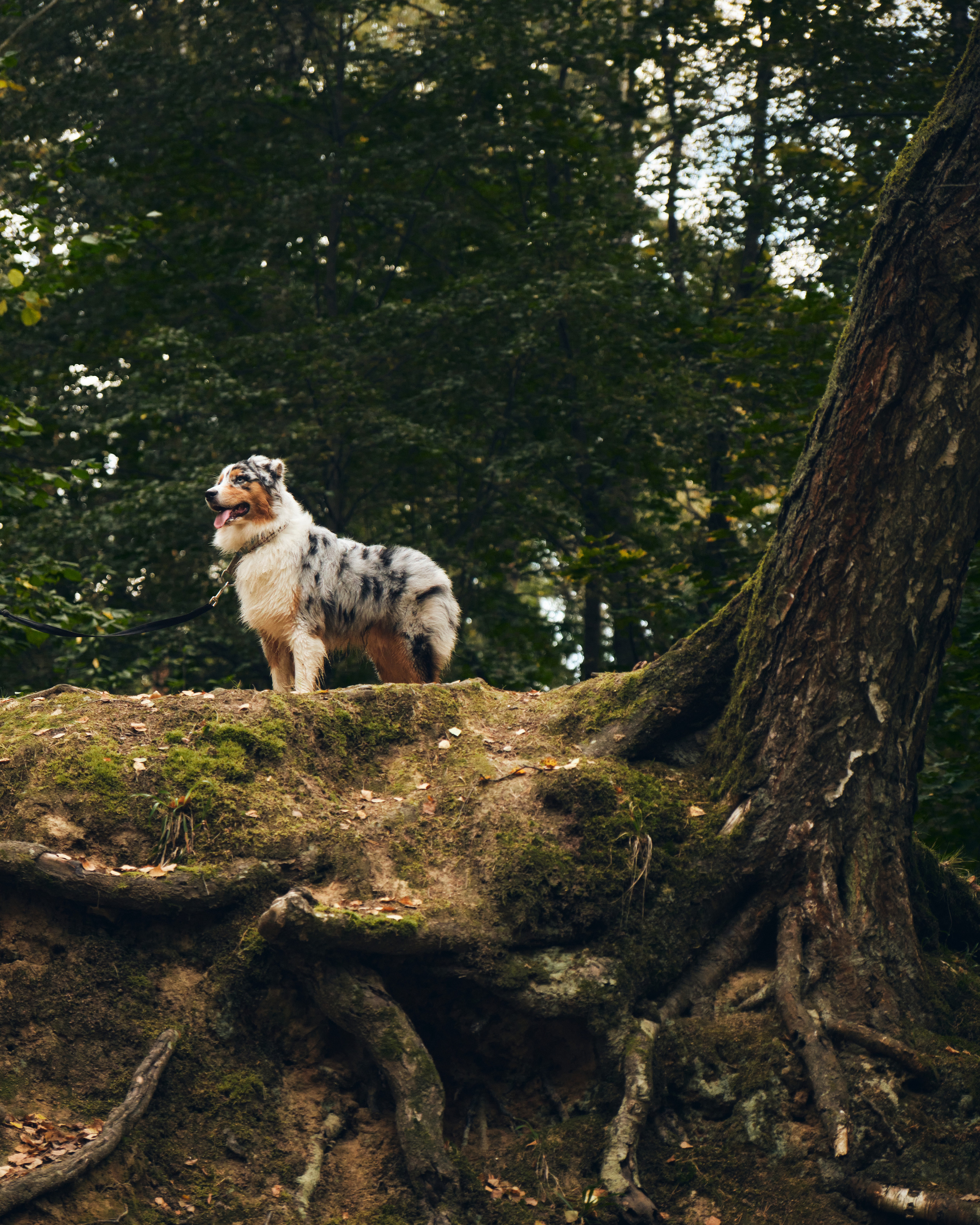 Джарвис и Клевер. Фотограф в Москве — Галунина Кристина