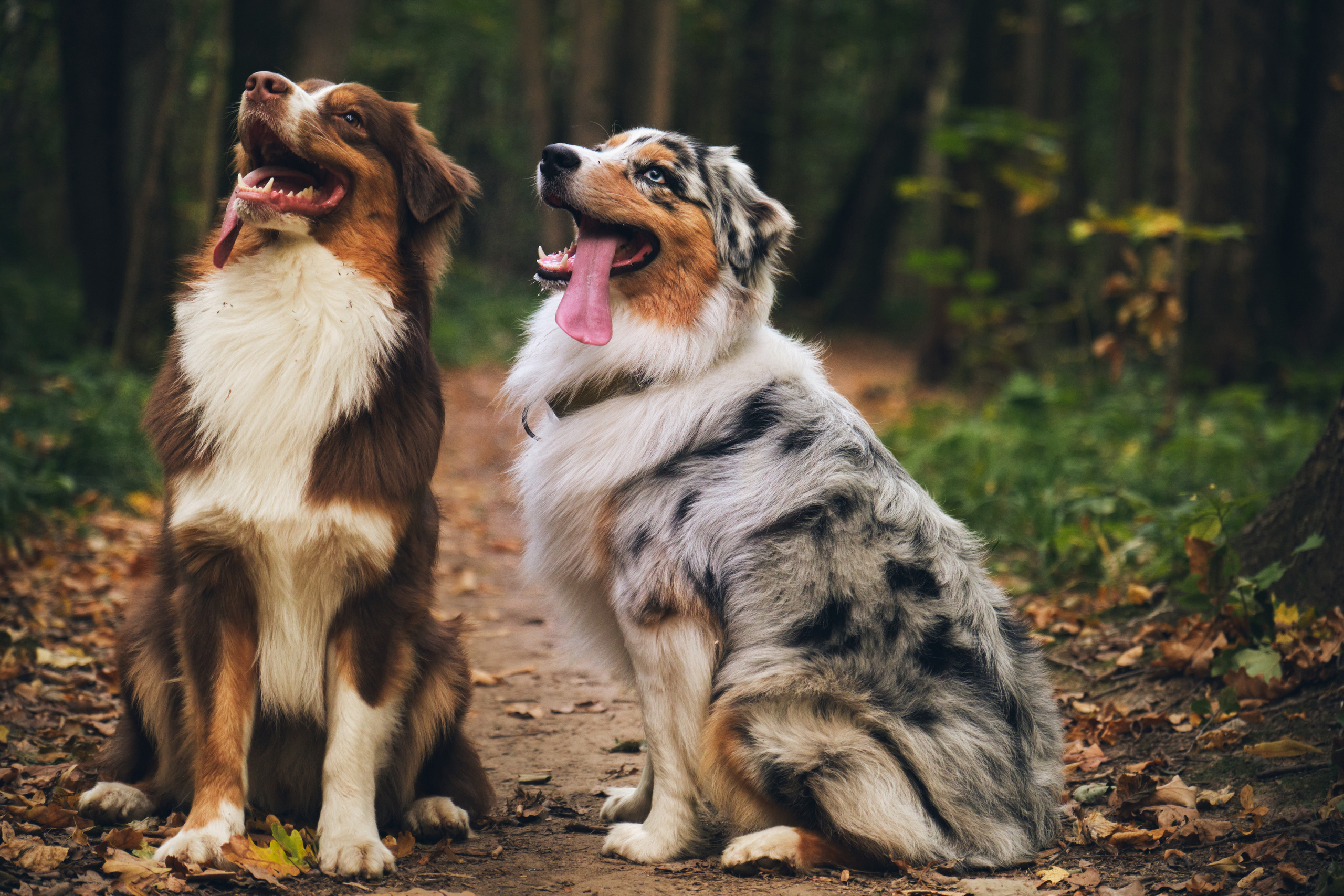 Джарвис и Клевер. Фотограф в Москве — Галунина Кристина