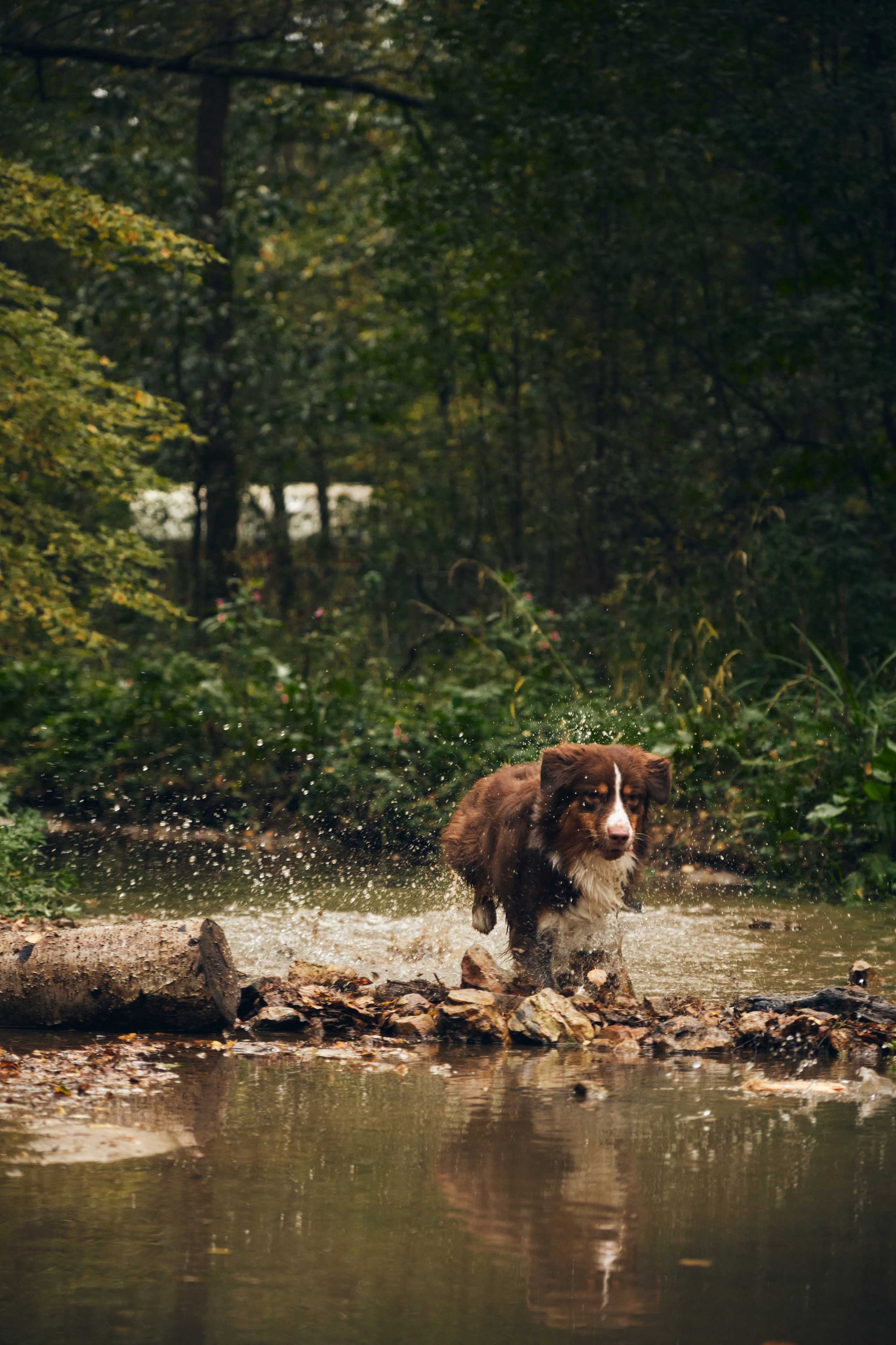 Джарвис и Клевер. Фотограф в Москве — Галунина Кристина