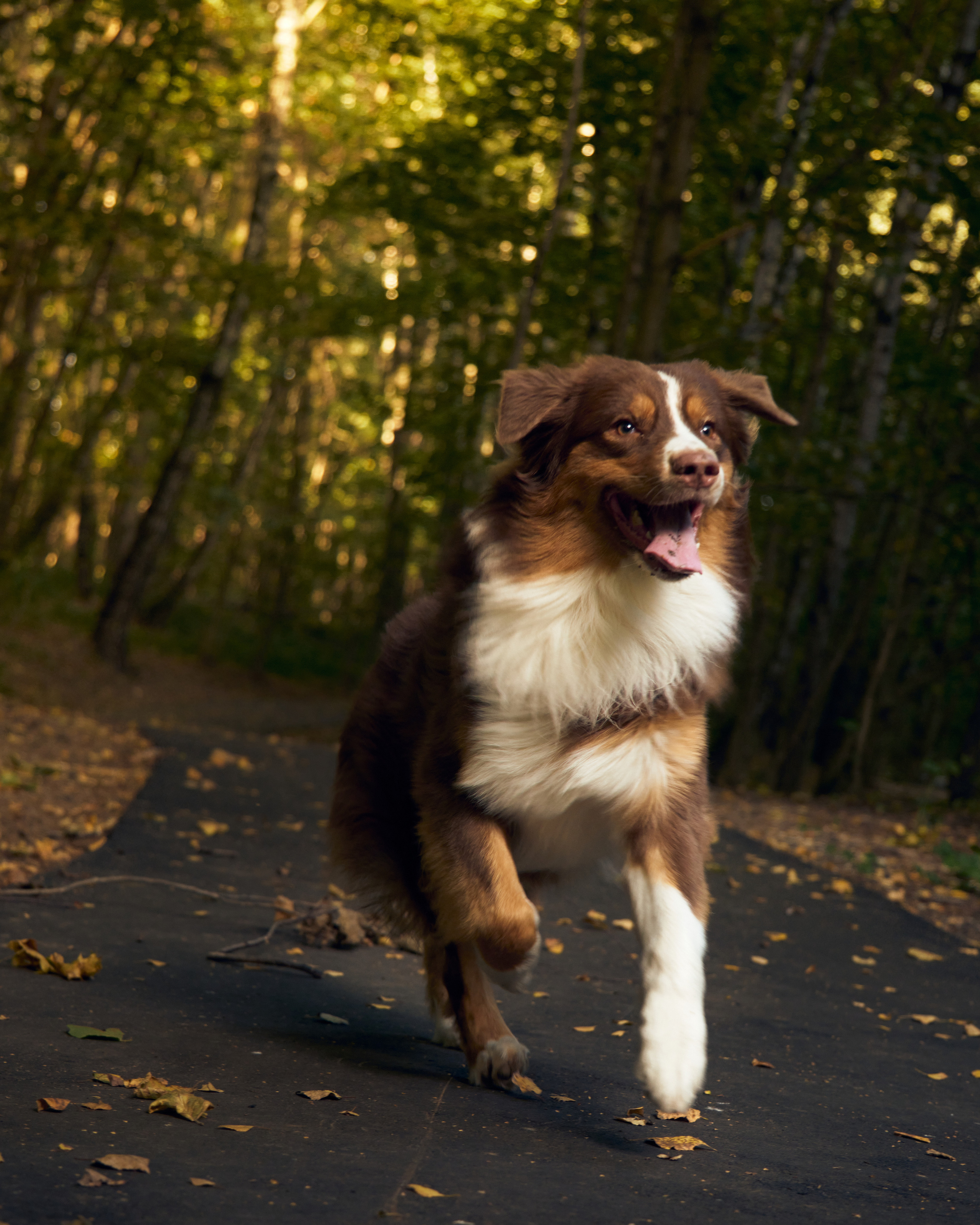 Фото с животными. Фотограф в Москве — Галунина Кристина