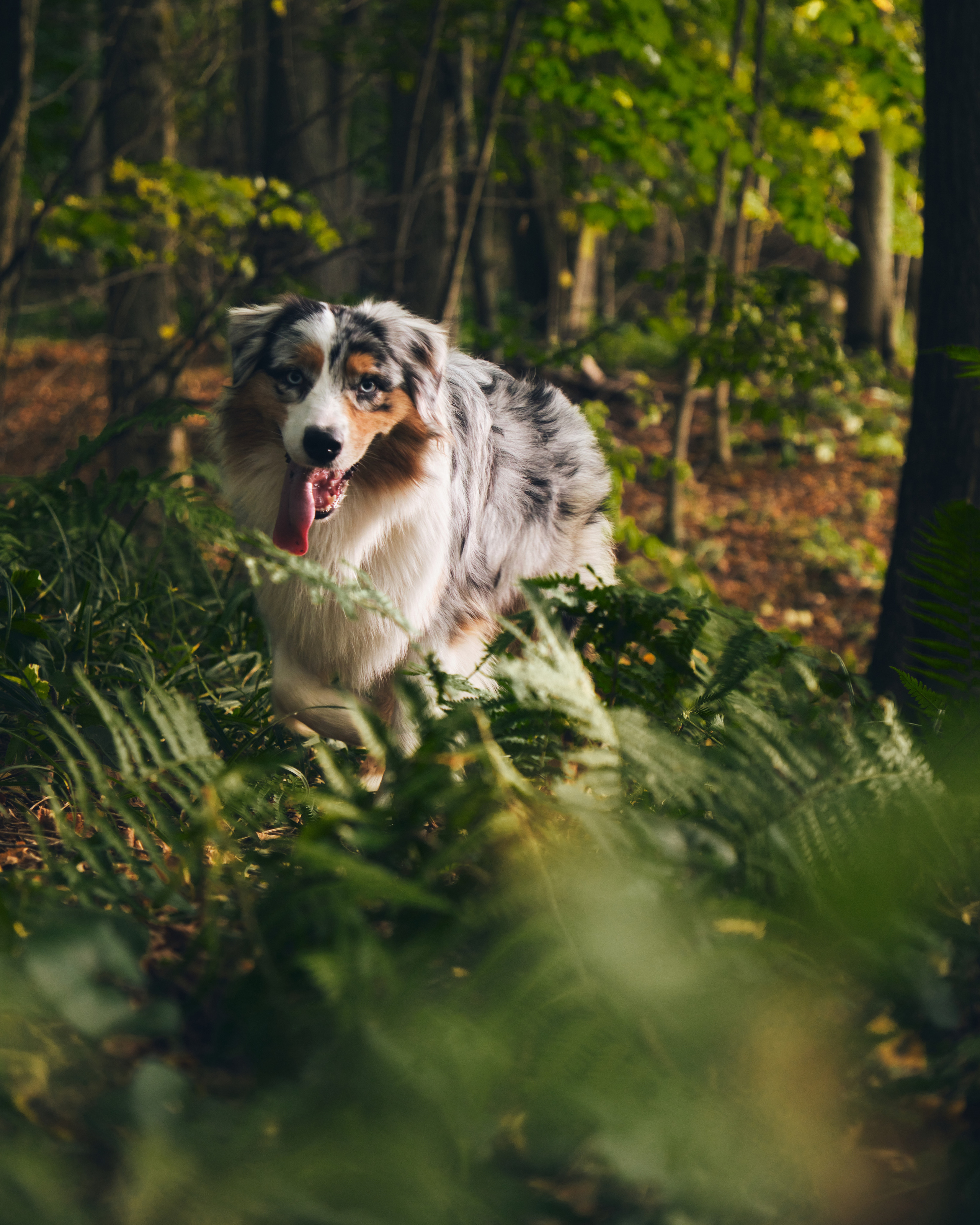 Джарвис и Клевер. Фотограф в Москве — Галунина Кристина