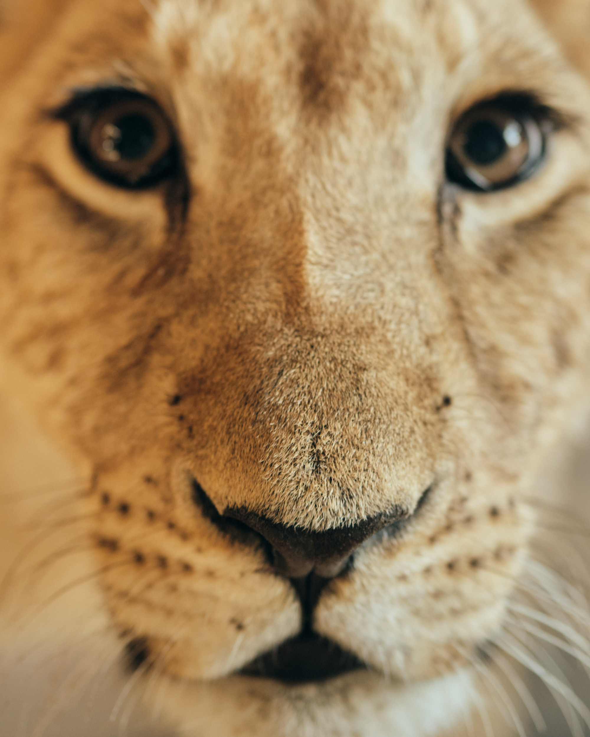 Львица. Фотограф в Москве — Галунина Кристина