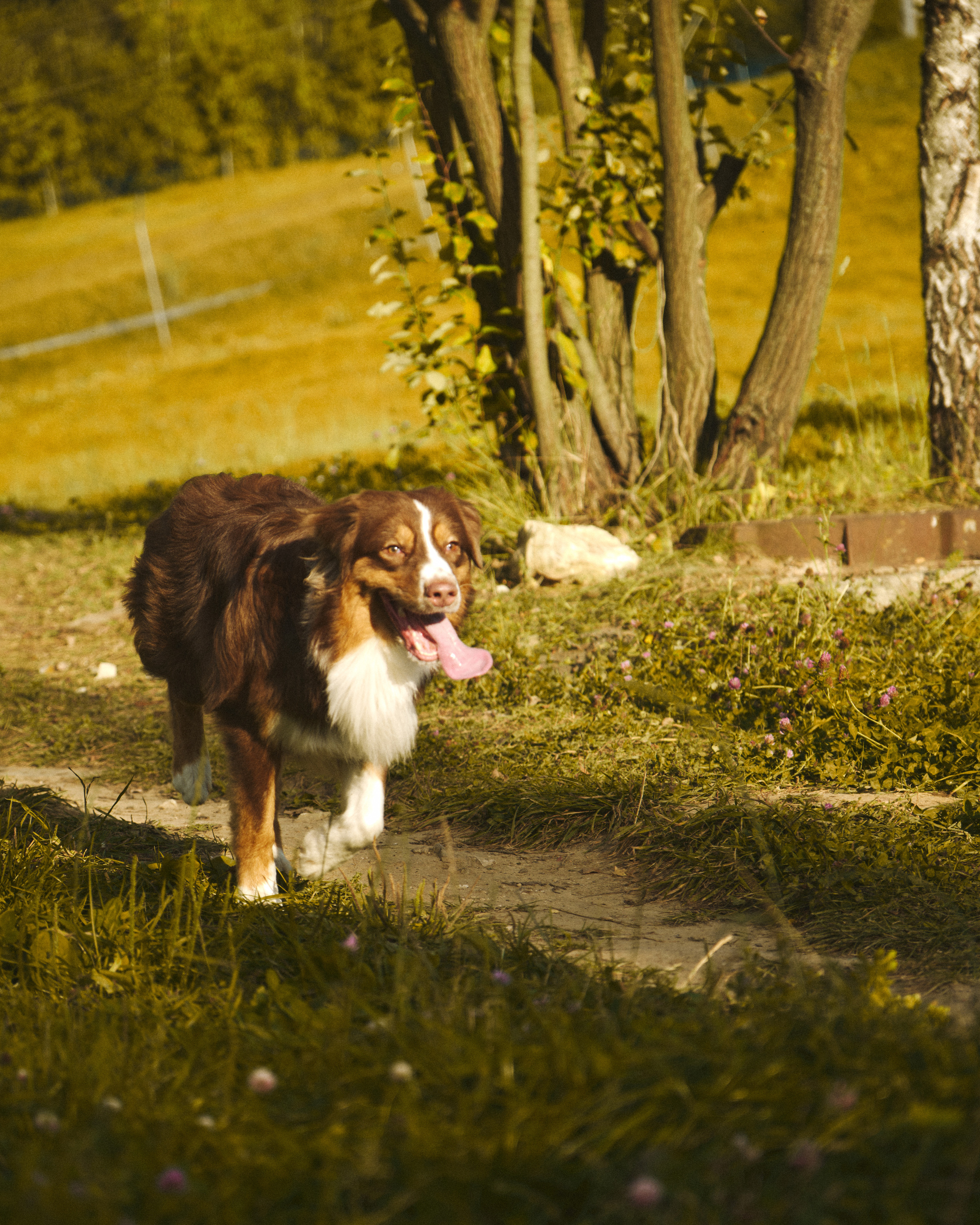 Джарвис и Клевер. Фотограф в Москве — Галунина Кристина