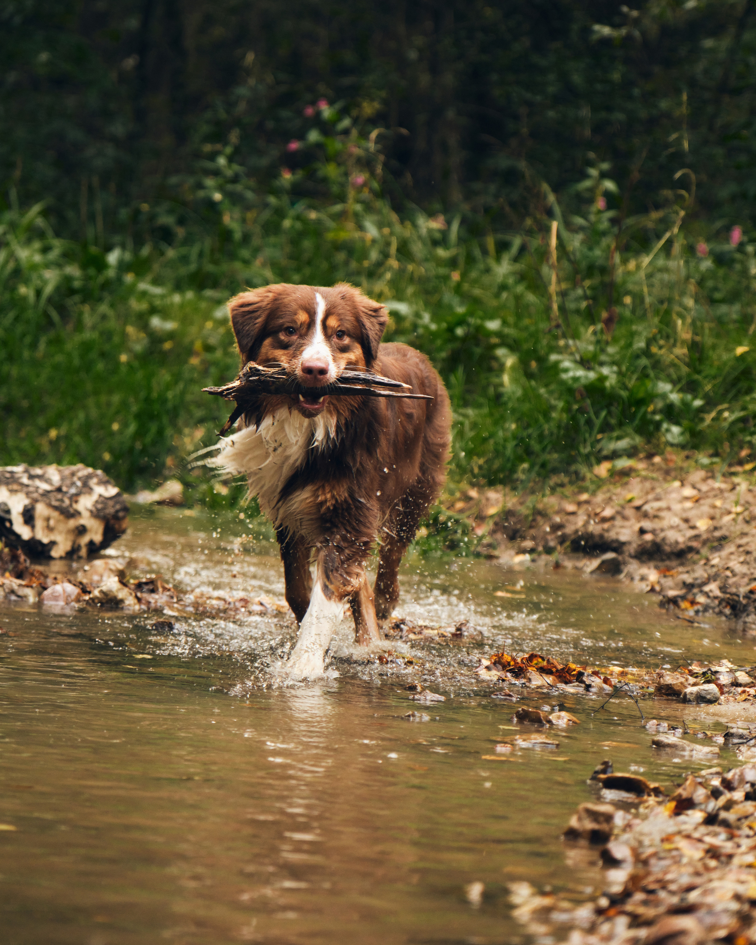 Фото с животными альбом. Фотограф в Москве — Галунина Кристина