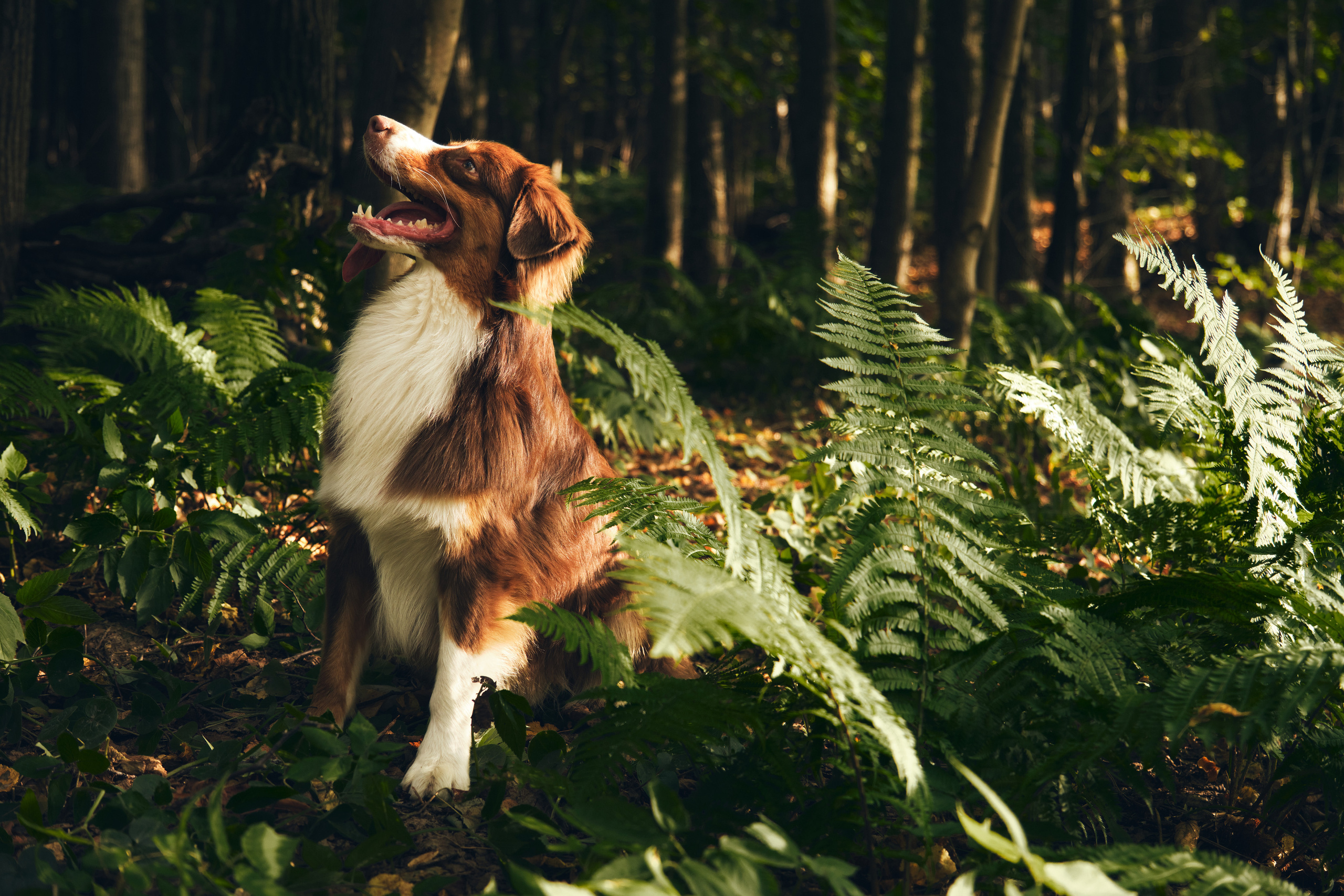 Джарвис и Клевер. Фотограф в Москве — Галунина Кристина