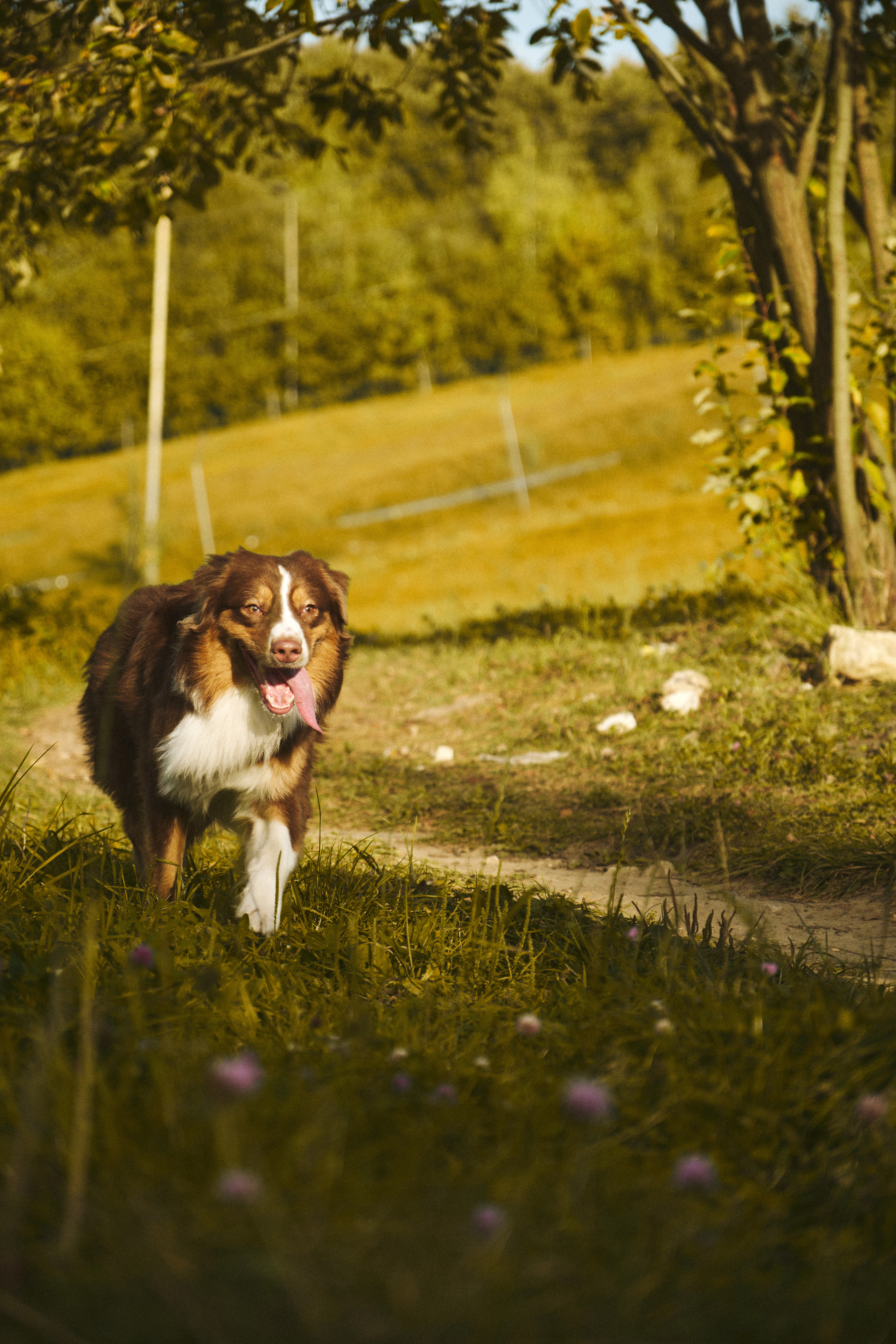 Джарвис и Клевер. Фотограф в Москве — Галунина Кристина