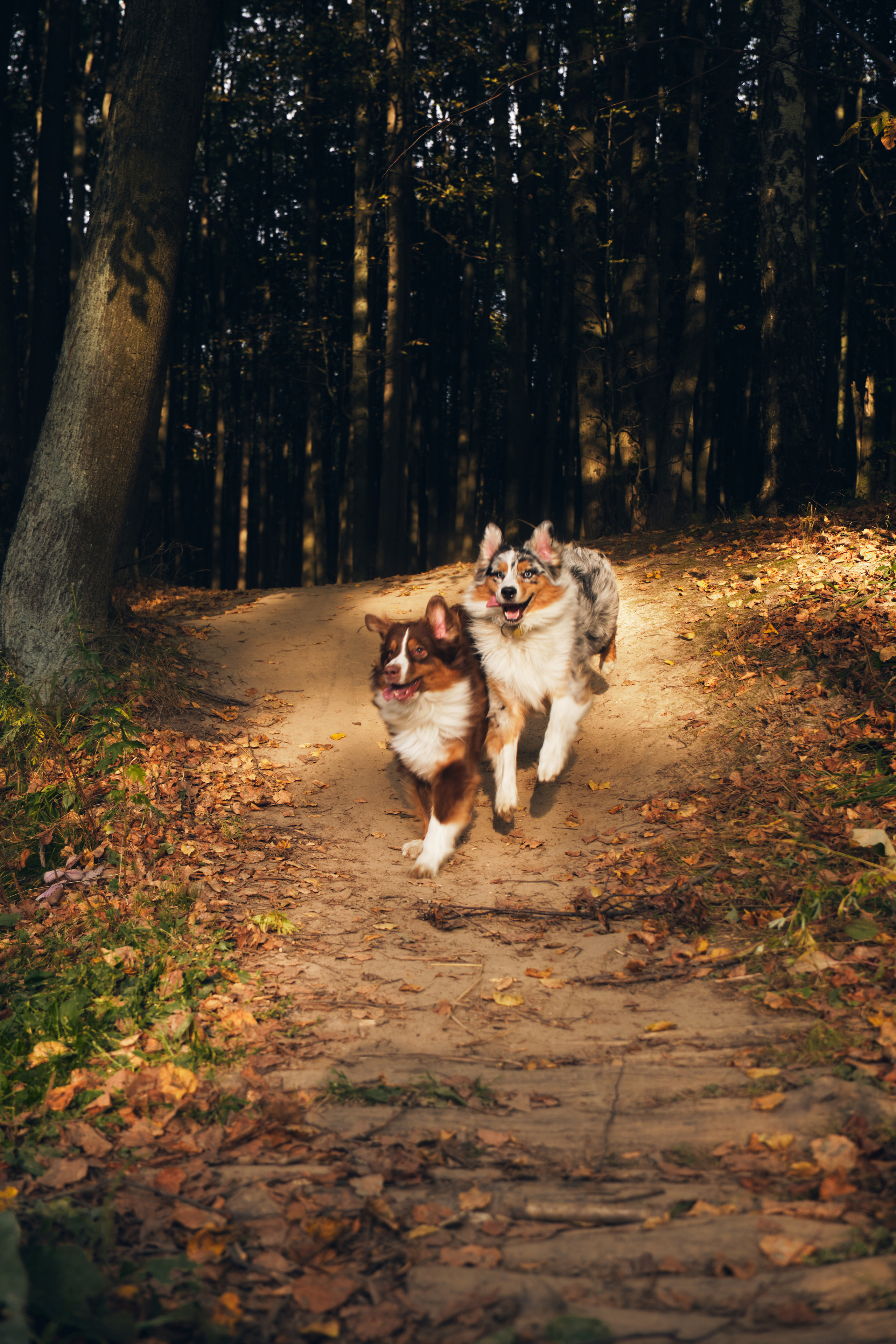 Фото с животными альбом. Фотограф в Москве — Галунина Кристина