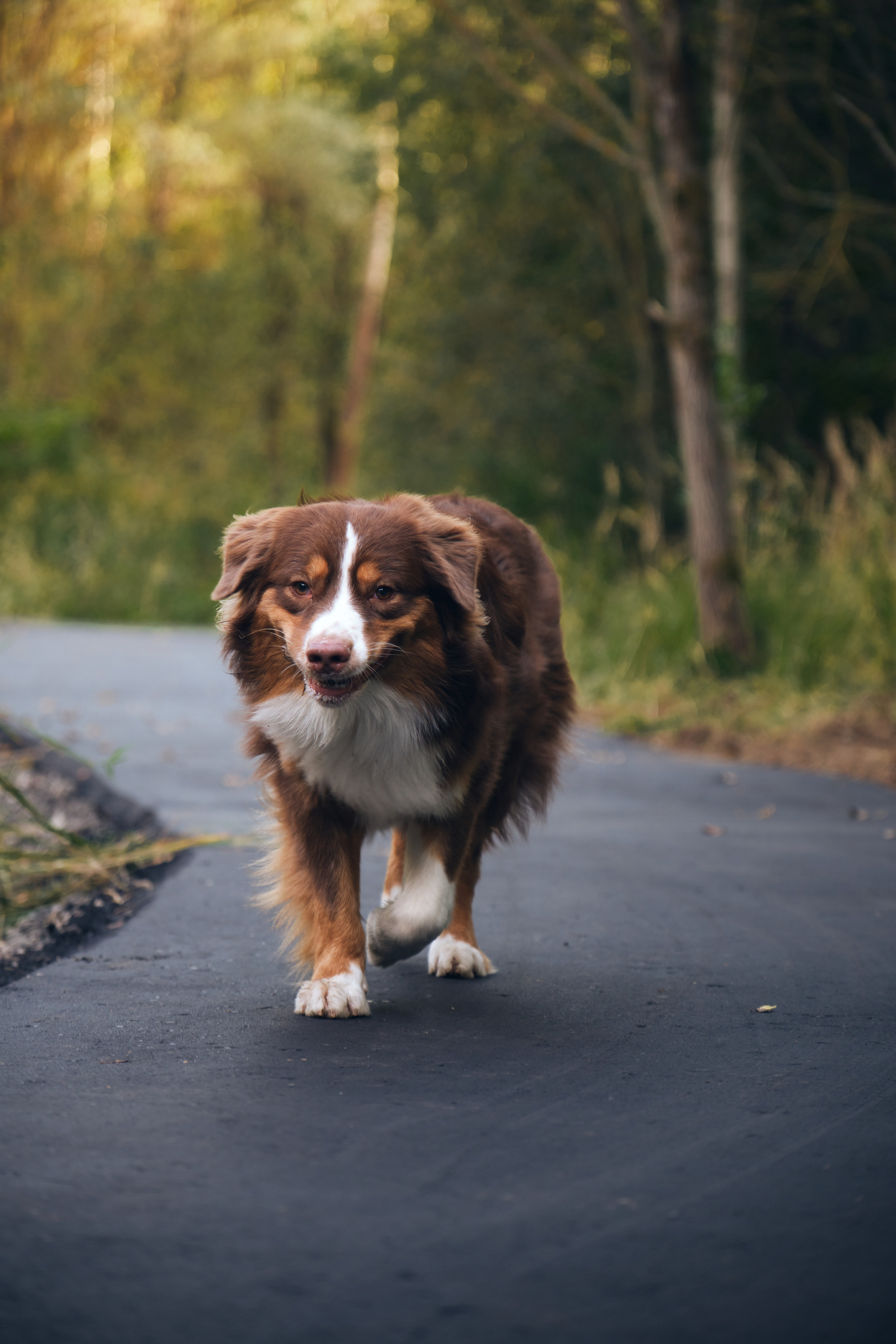 Джарвис и Клевер. Фотограф в Москве — Галунина Кристина