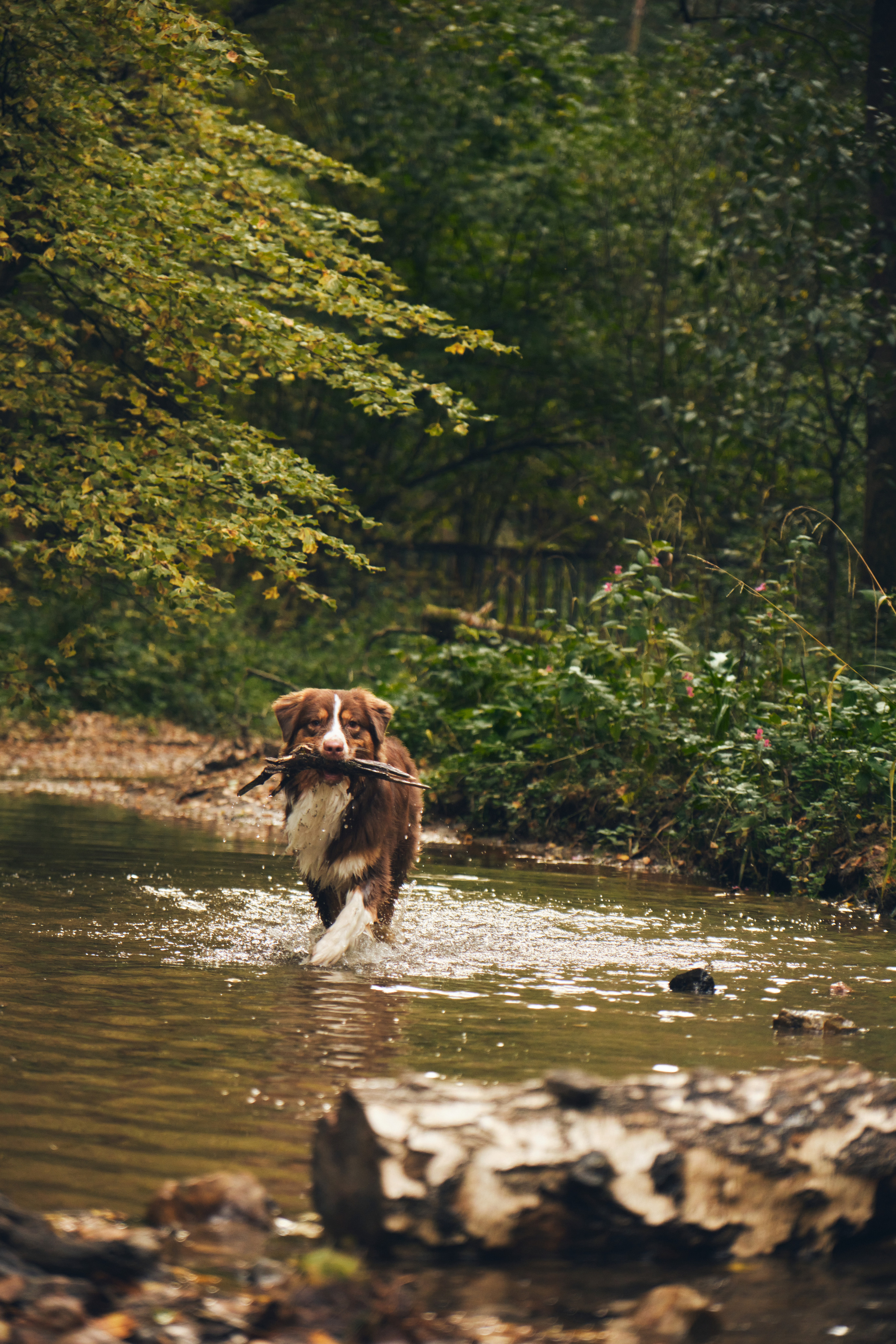 Джарвис и Клевер. Фотограф в Москве — Галунина Кристина
