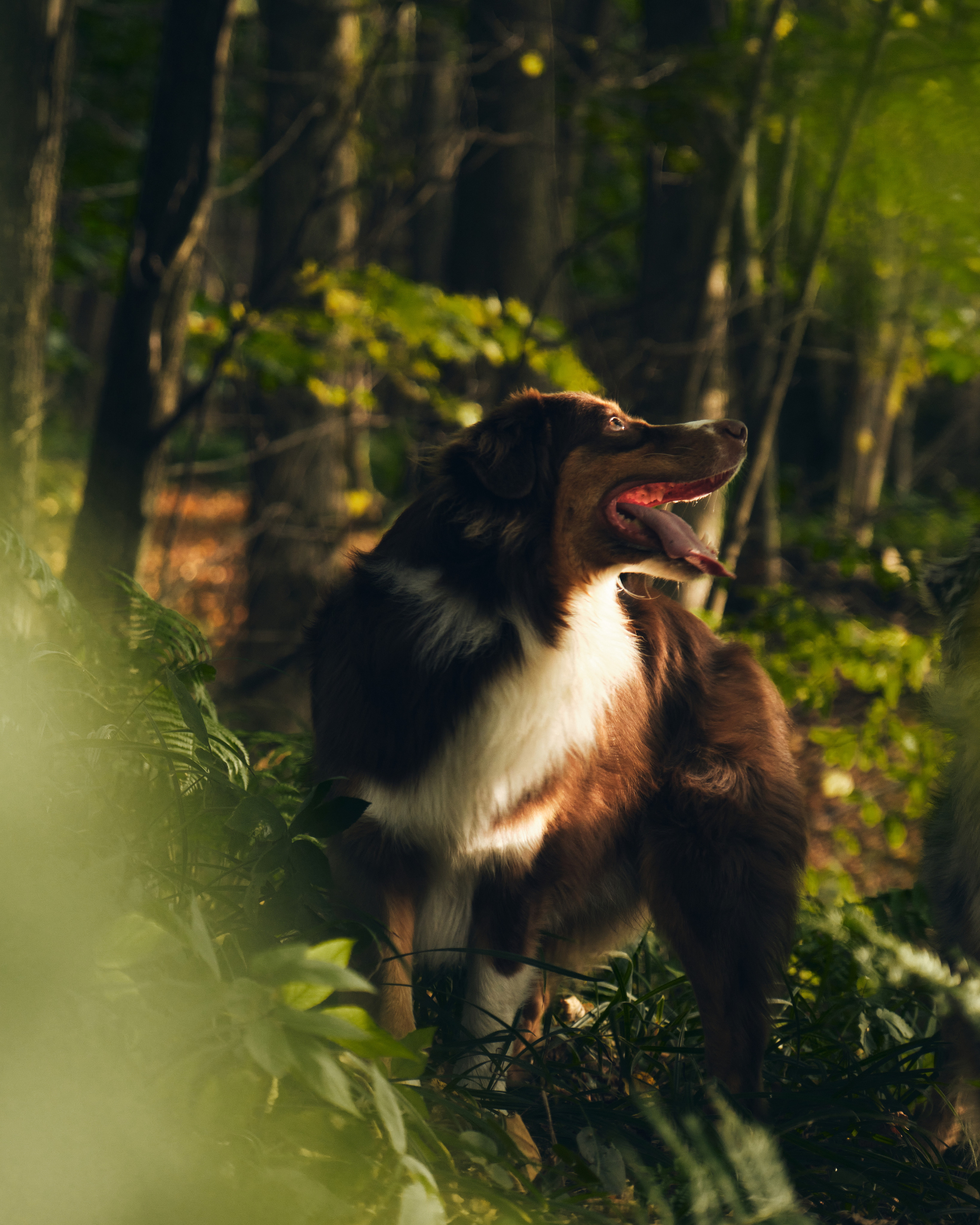 Фото с животными альбом. Фотограф в Москве — Галунина Кристина