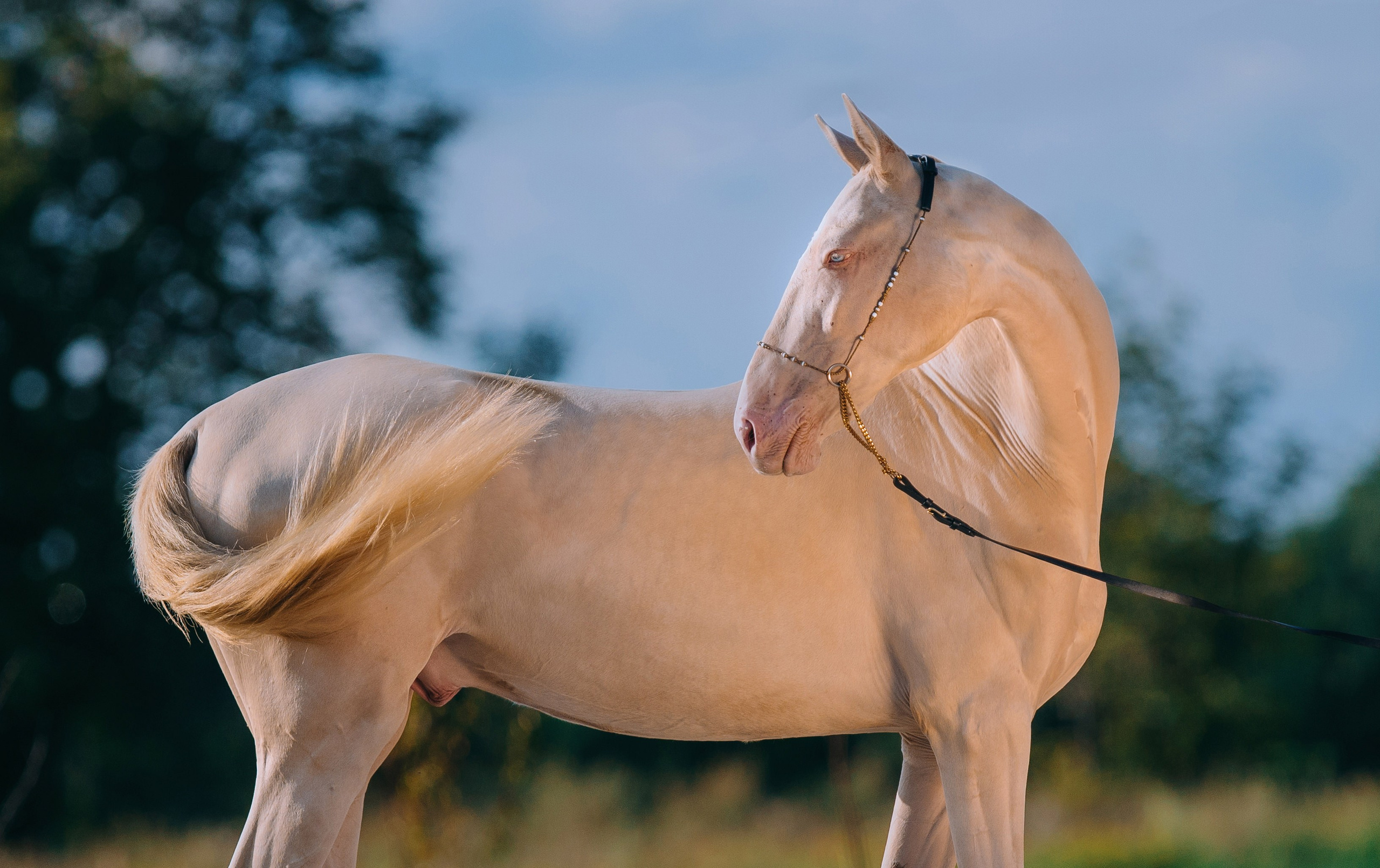 На природе. Фотограф-анималист Ксендзова Кристина