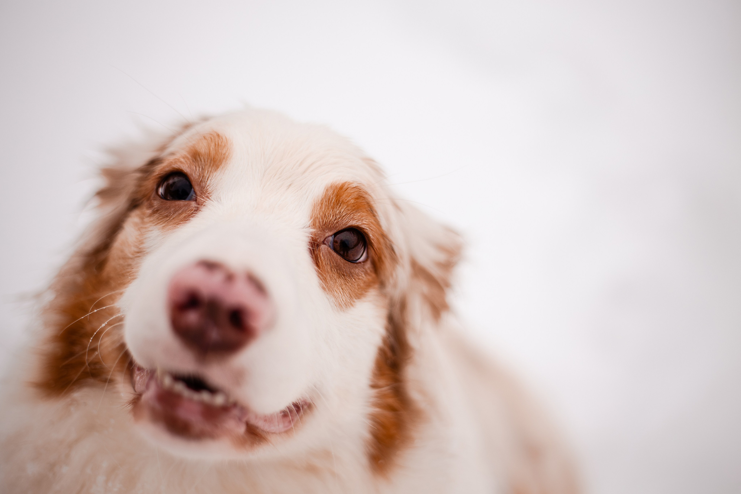 Юля и Ума. Фотограф-анималист Мария Баркевич | Москва