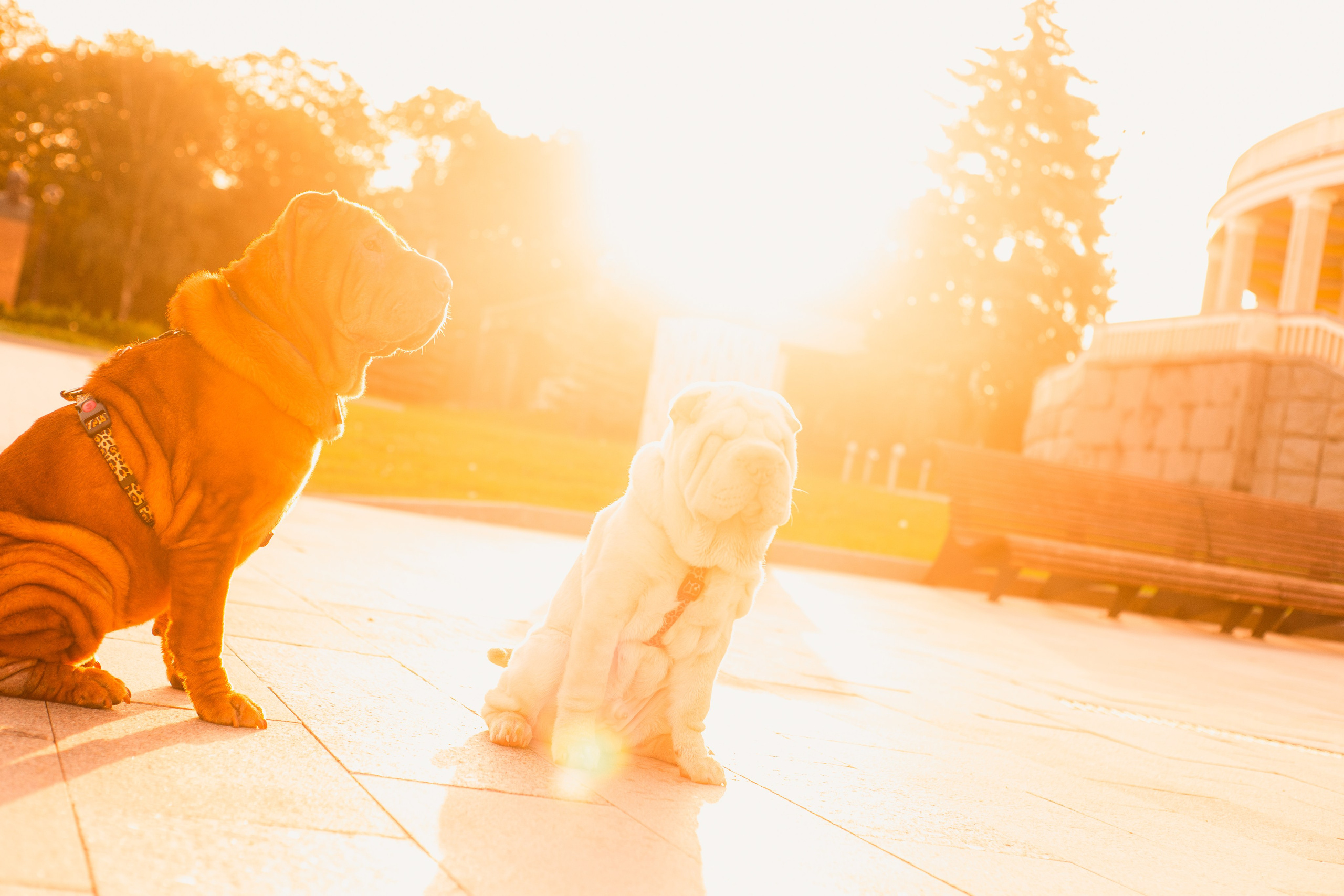 Алёна, Лагерта и Зефир. Фотограф-анималист Мария Баркевич | Москва