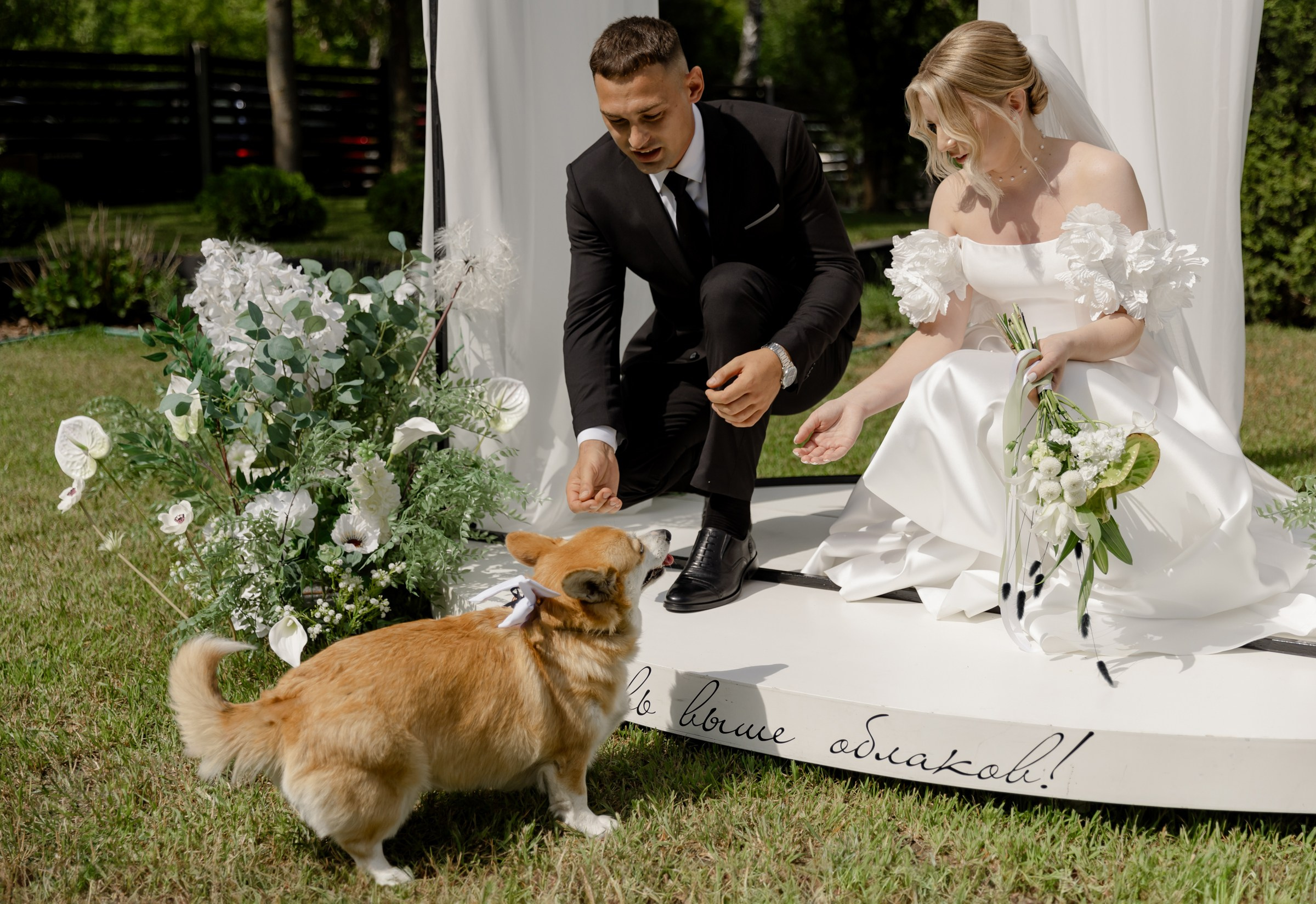Свадьба пес и котики. Dima Lemeshevsky