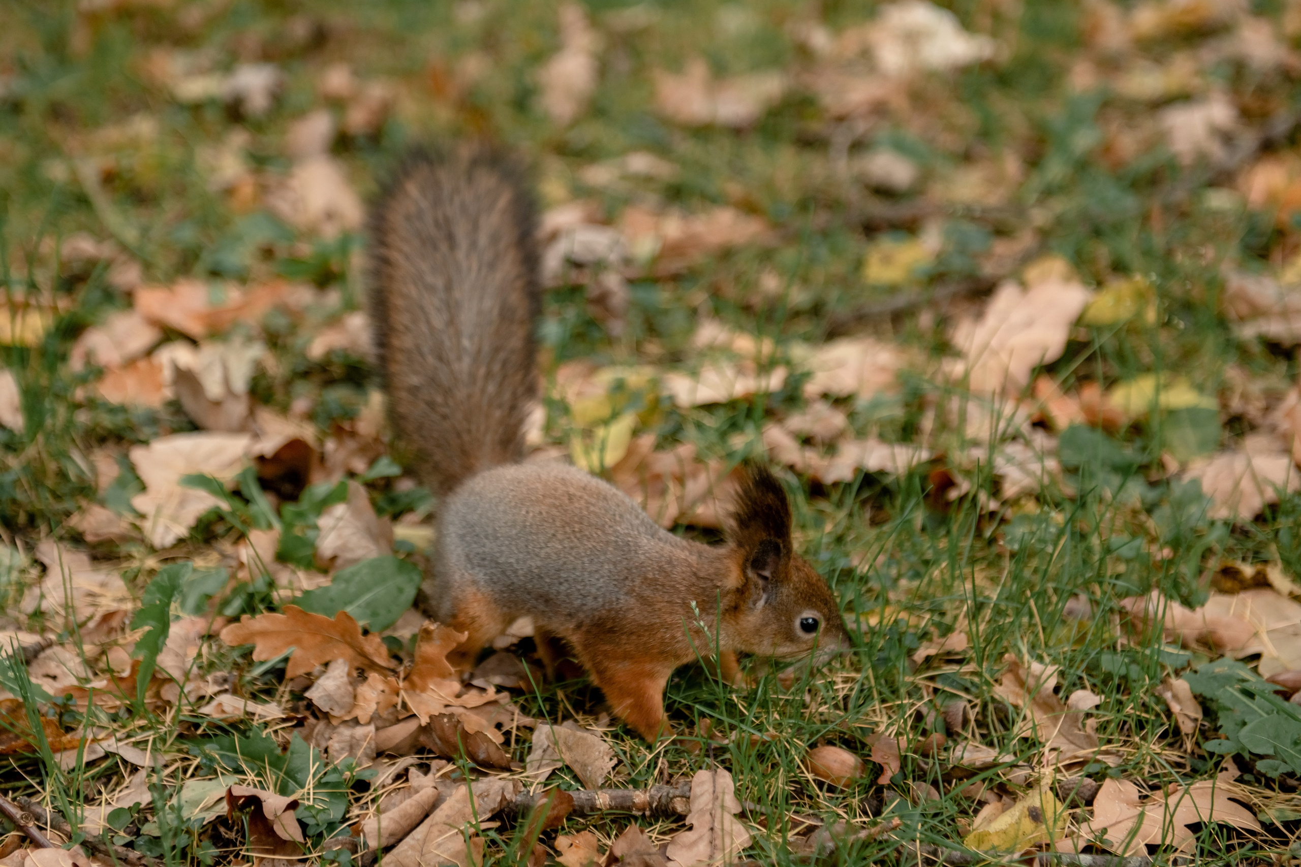 Елагин остров. Свадебный фотограф Тюмень / Санкт — Петербург Миронова Наталия
