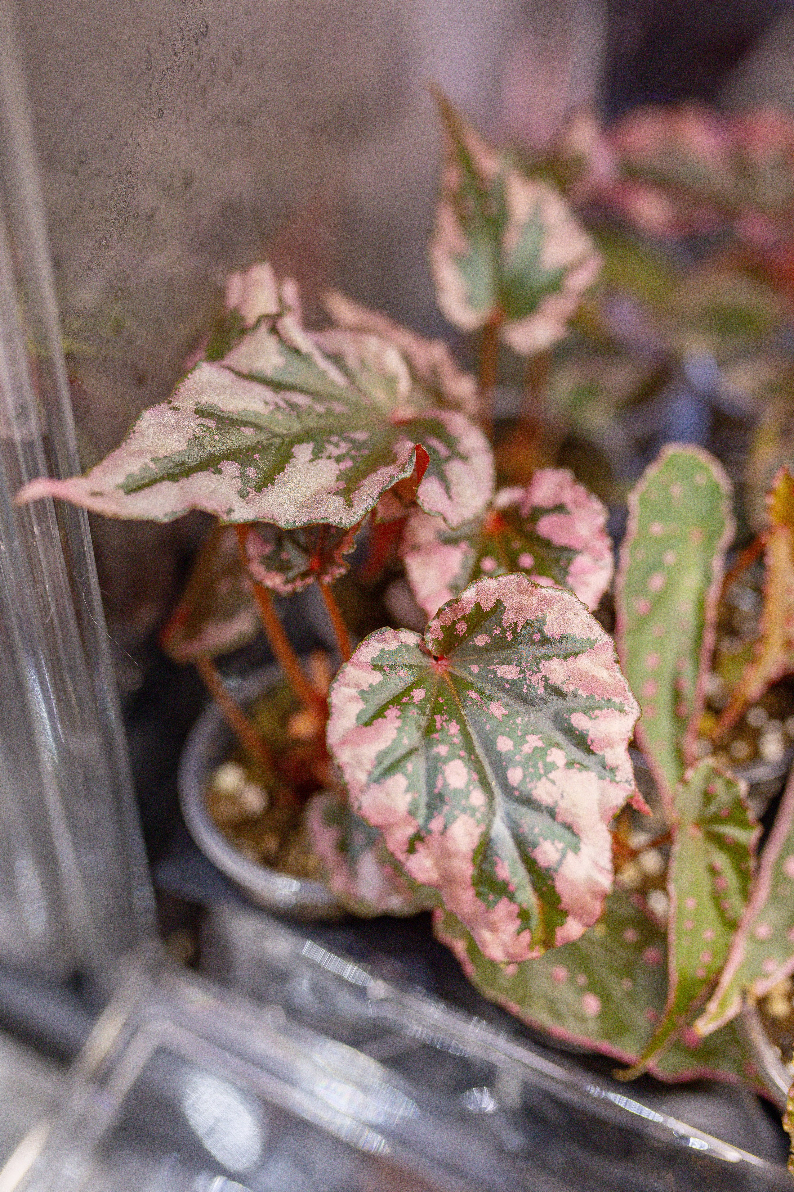 Орхидиум 12.2025. Александра Куликова фотограф, Москва