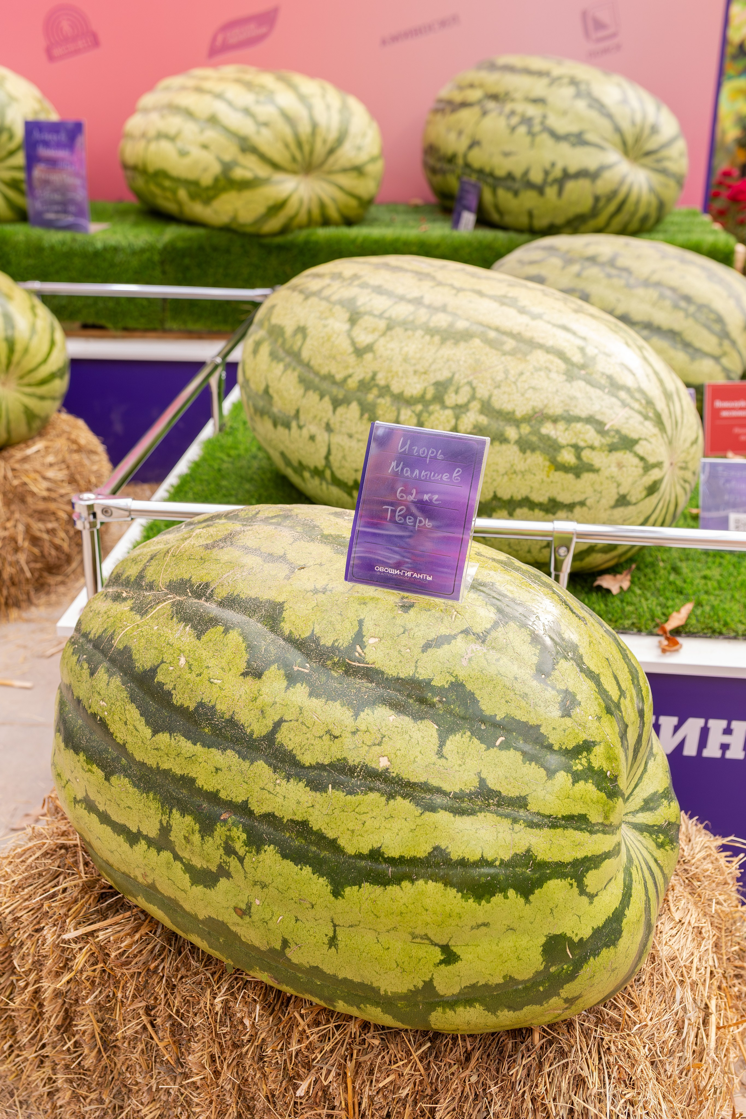 Овощи-гиганты. Александра Куликова фотограф, Москва
