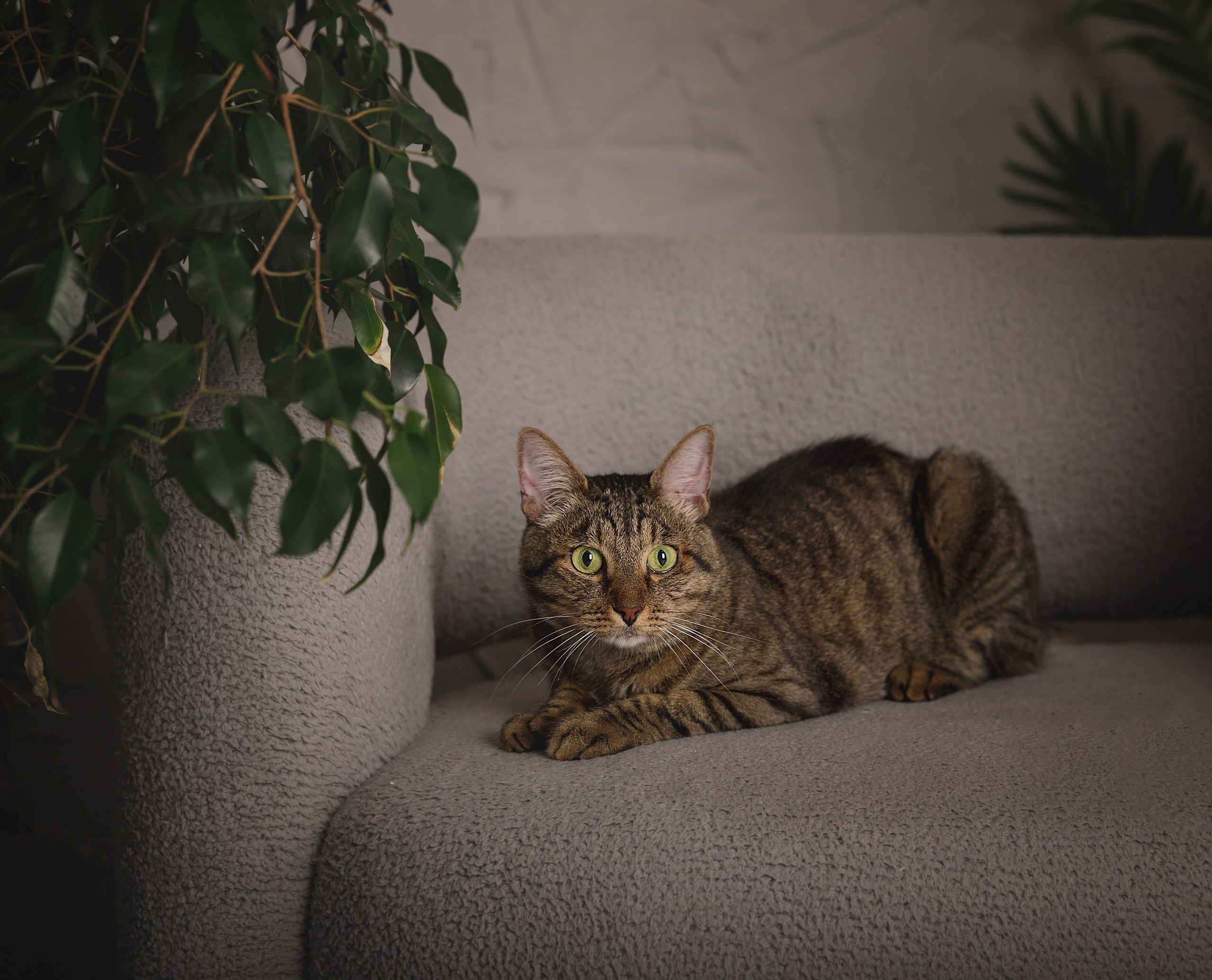 Кристина, Влад и кот. Фотограф-анималист в Калуге Мария Шерскова