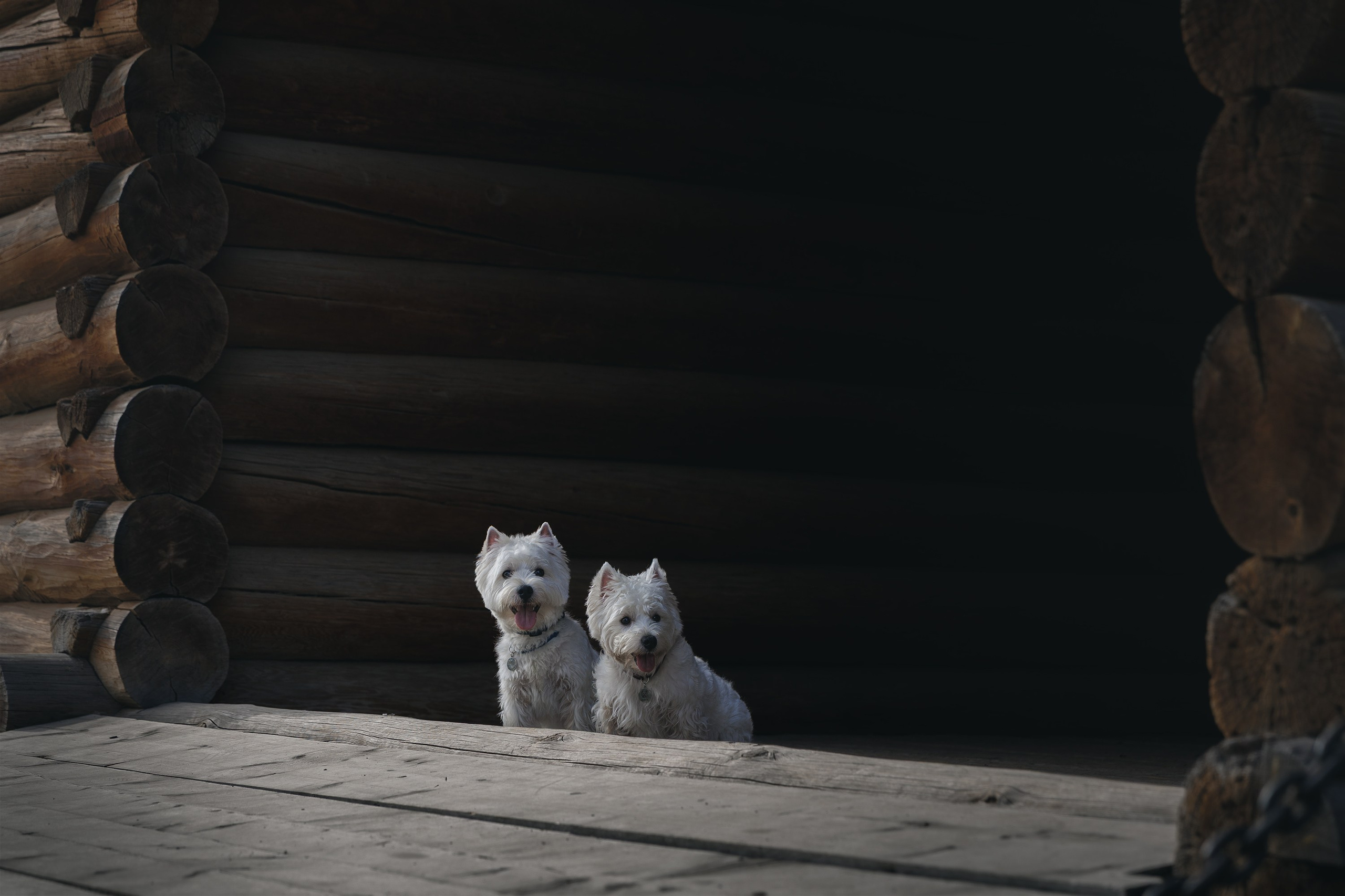 Вест вайленд терьеры