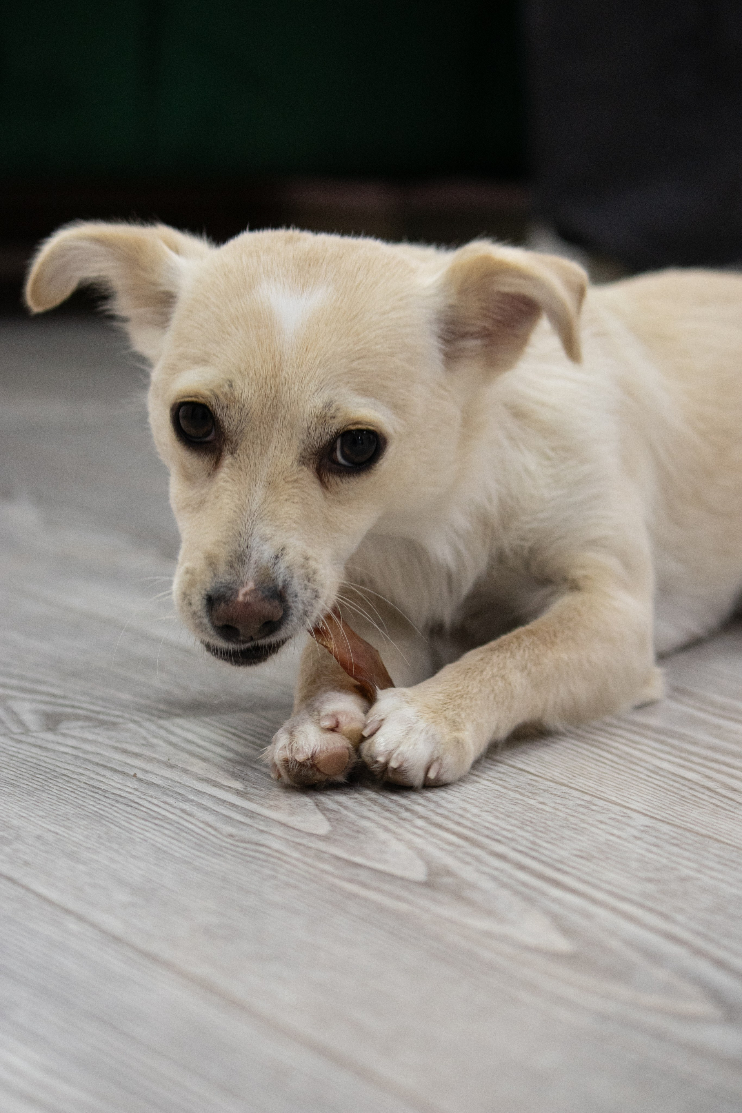 MOS`KA groom | Стрижки кошек и собак | НН. Фотограф в Нижнем Новгороде Екатерина Хисматулина