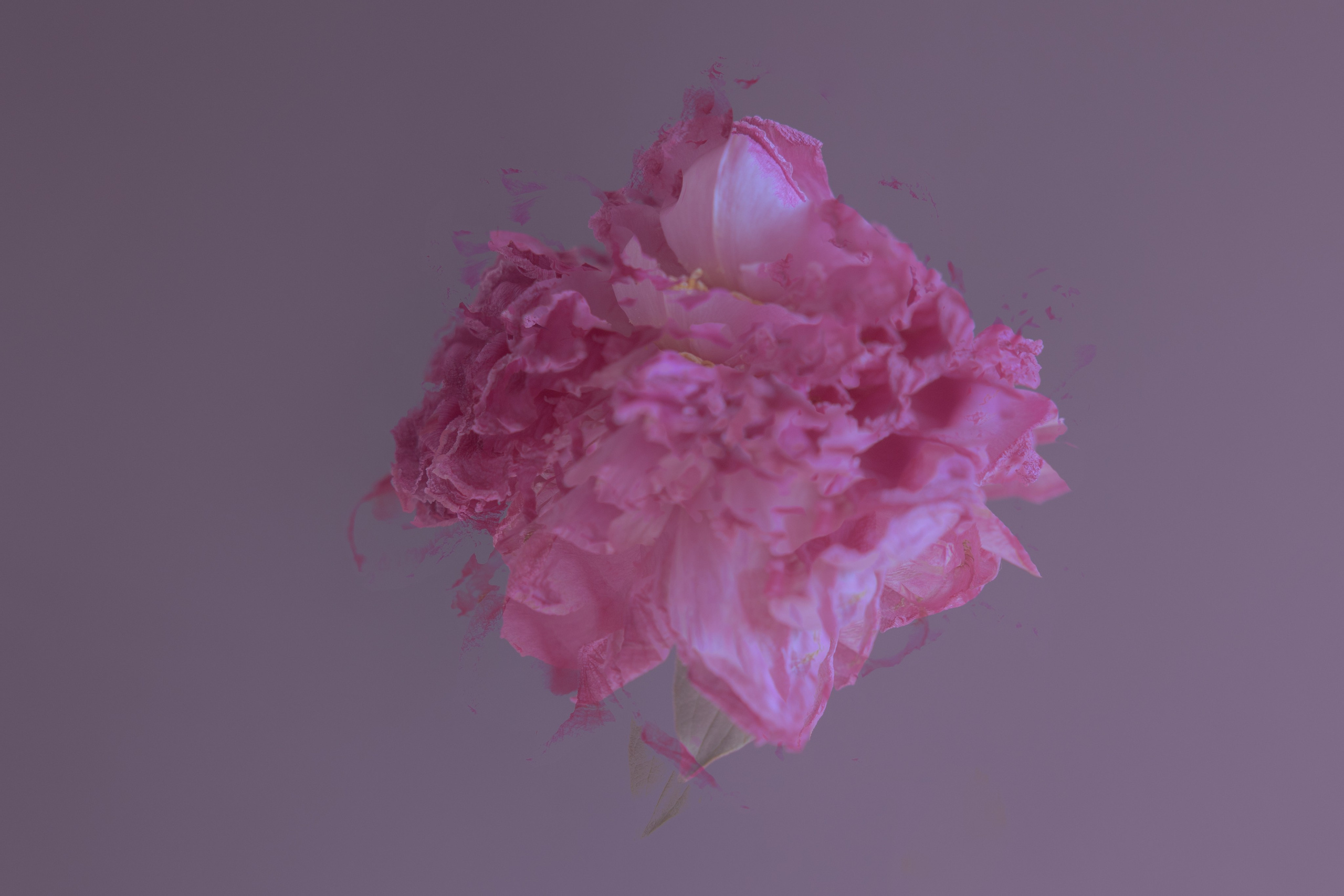 Art prints. Фотограф алина стерхова, алина стерхова фотограф, фотограф москва