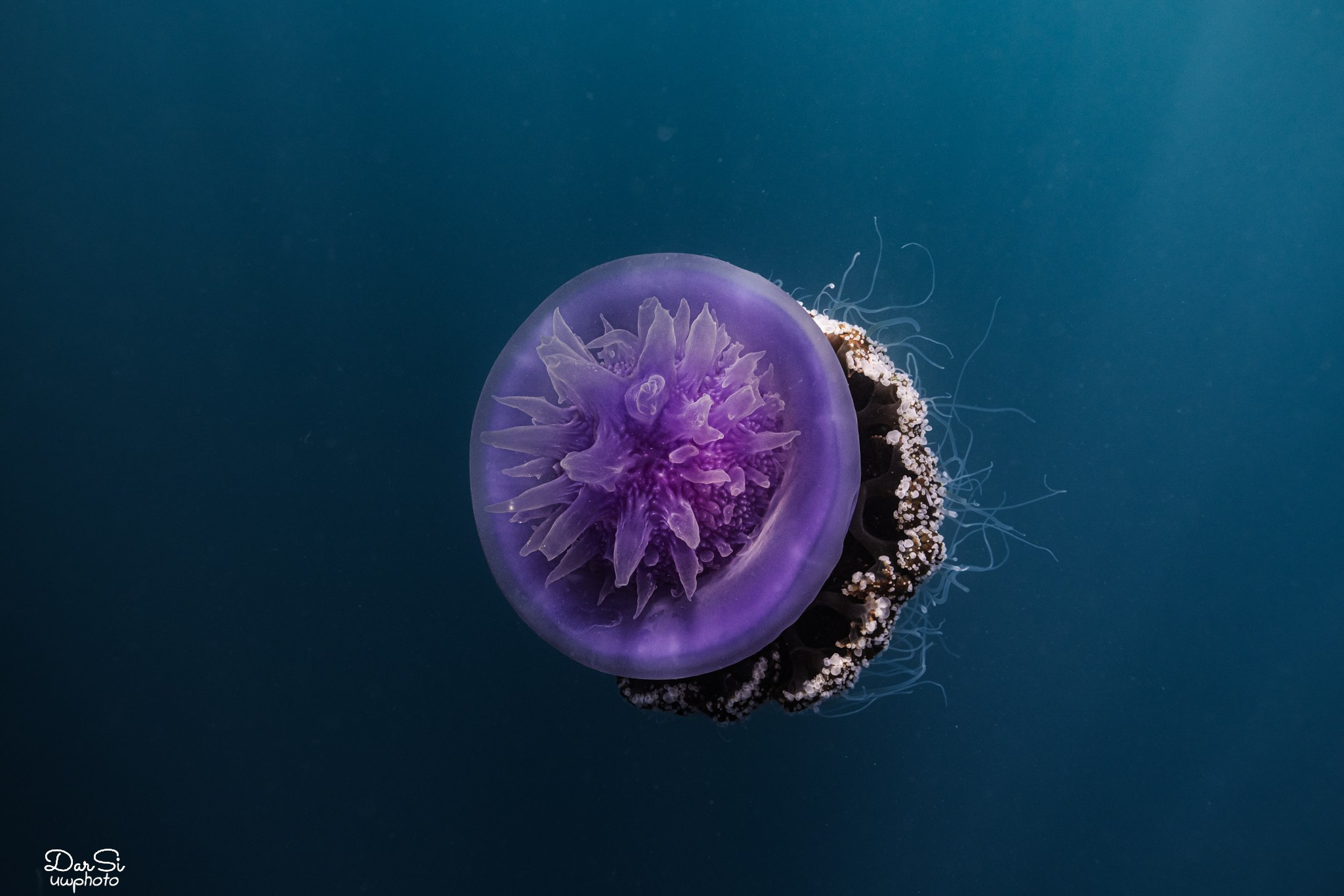 Медузы. Подводный фотограф на Филиппинах Синицина Дарья