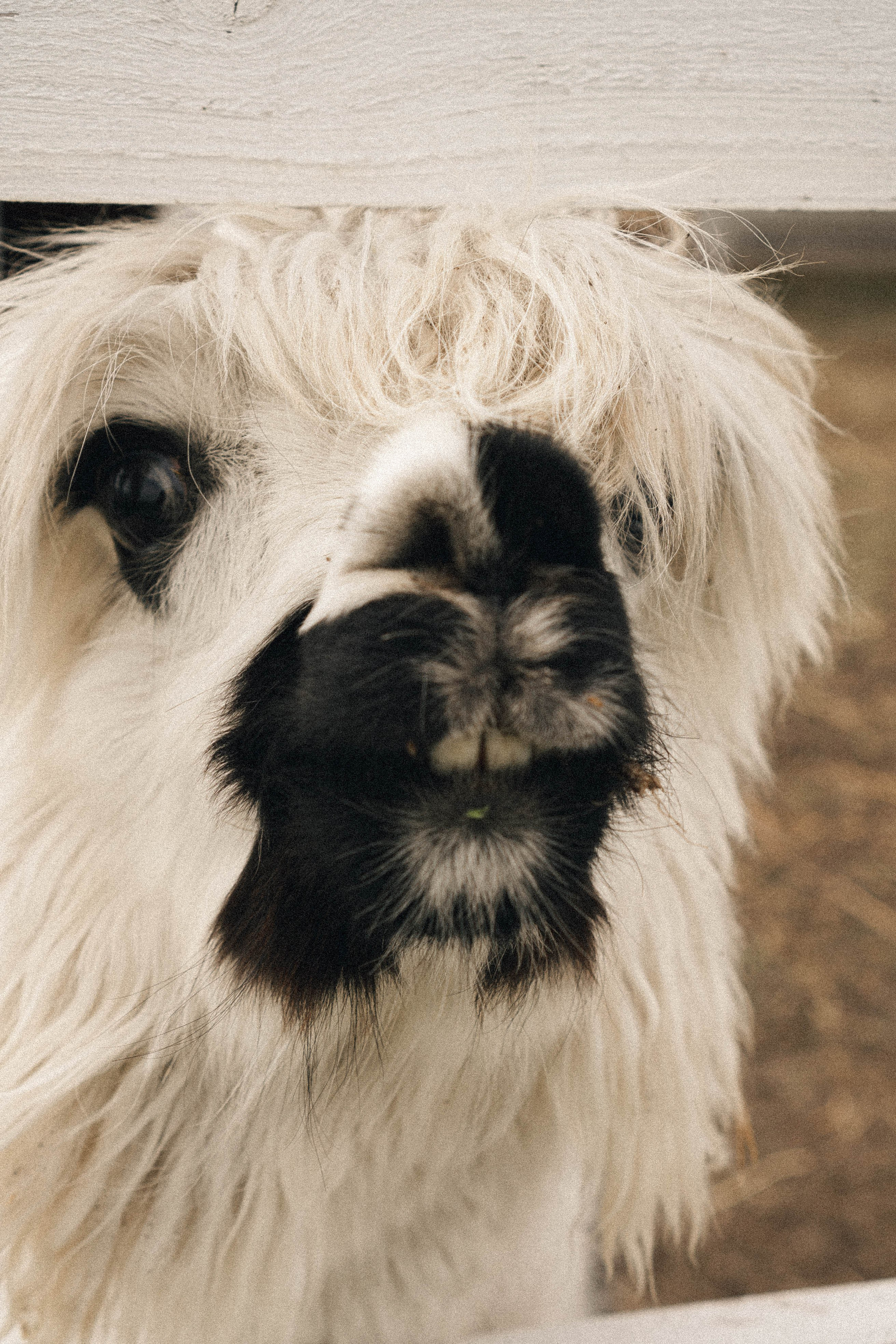 Ферма Альпак. Профессиональный фотограф, Санкт-Петербург — Виктория Богомолова