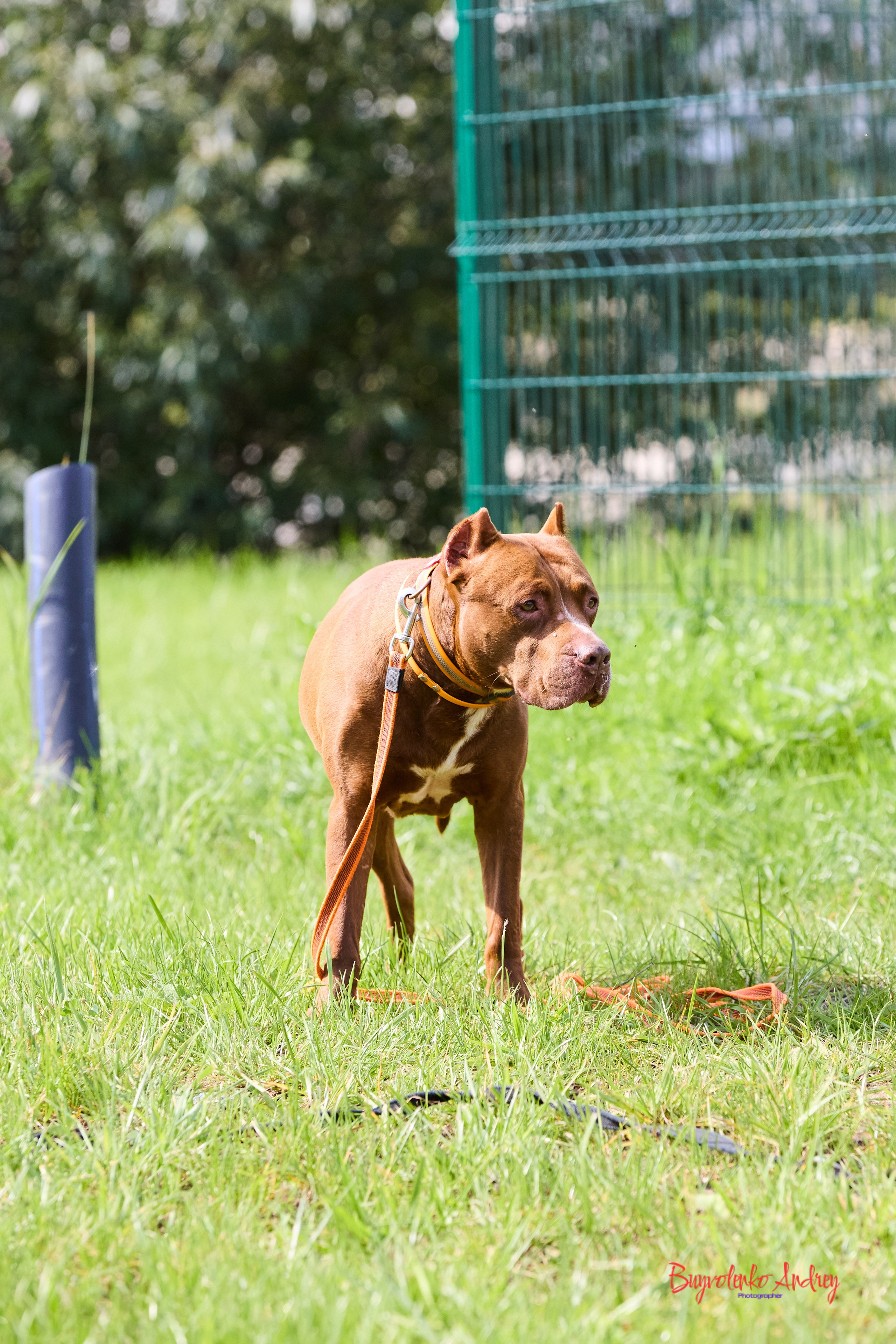 Проект фотопрогулка с хвостиком. Buyvolenko Andrey