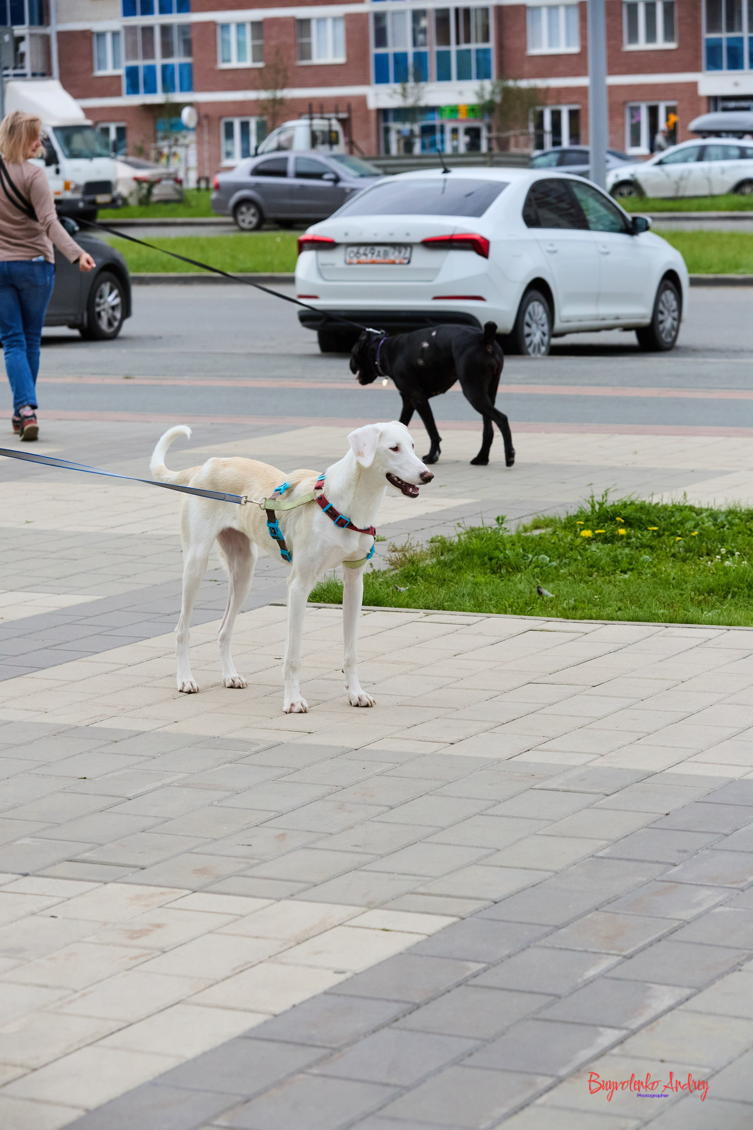 Проект фотопрогулка с хвостиком. Buyvolenko Andrey