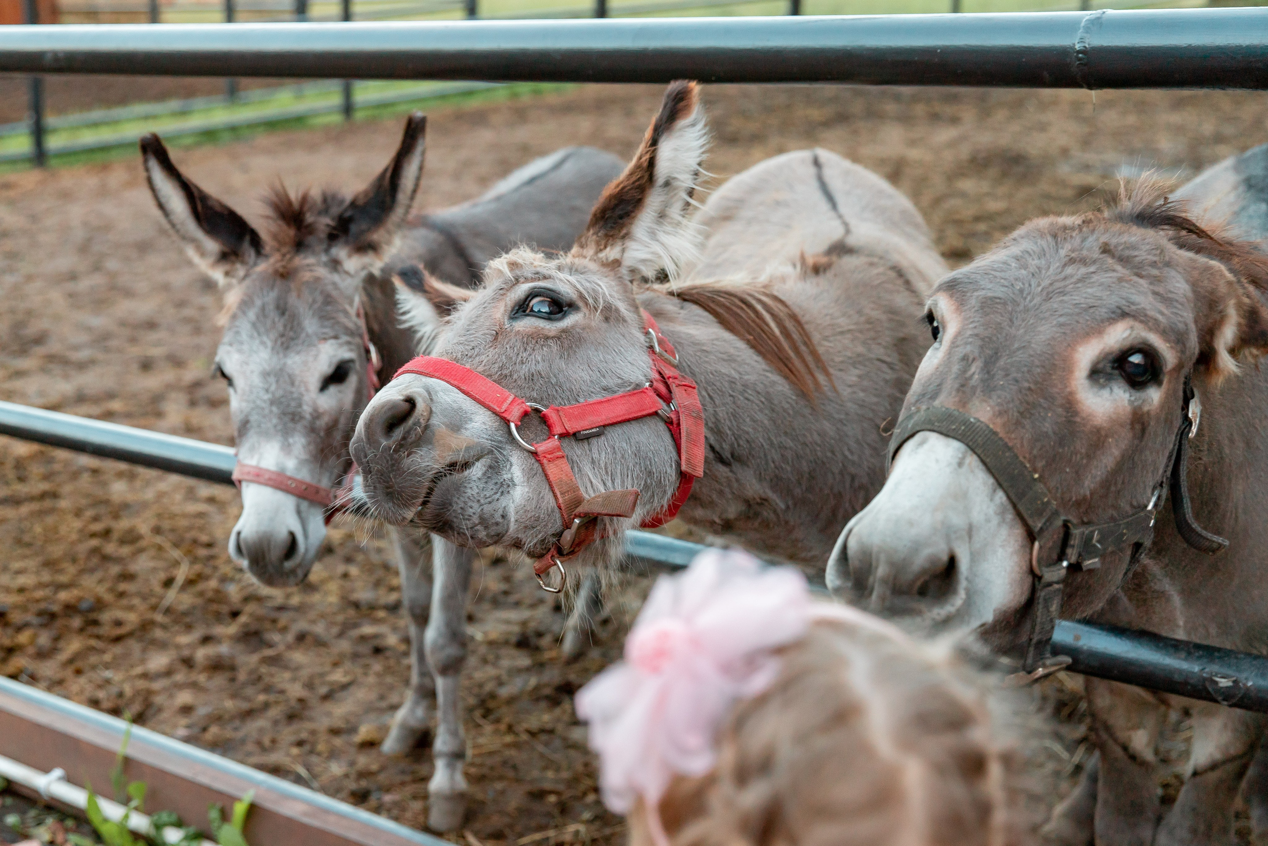 Прогулка на ранчо. Детский и семейный фотограф в Красноярске Юлия Бирюкова