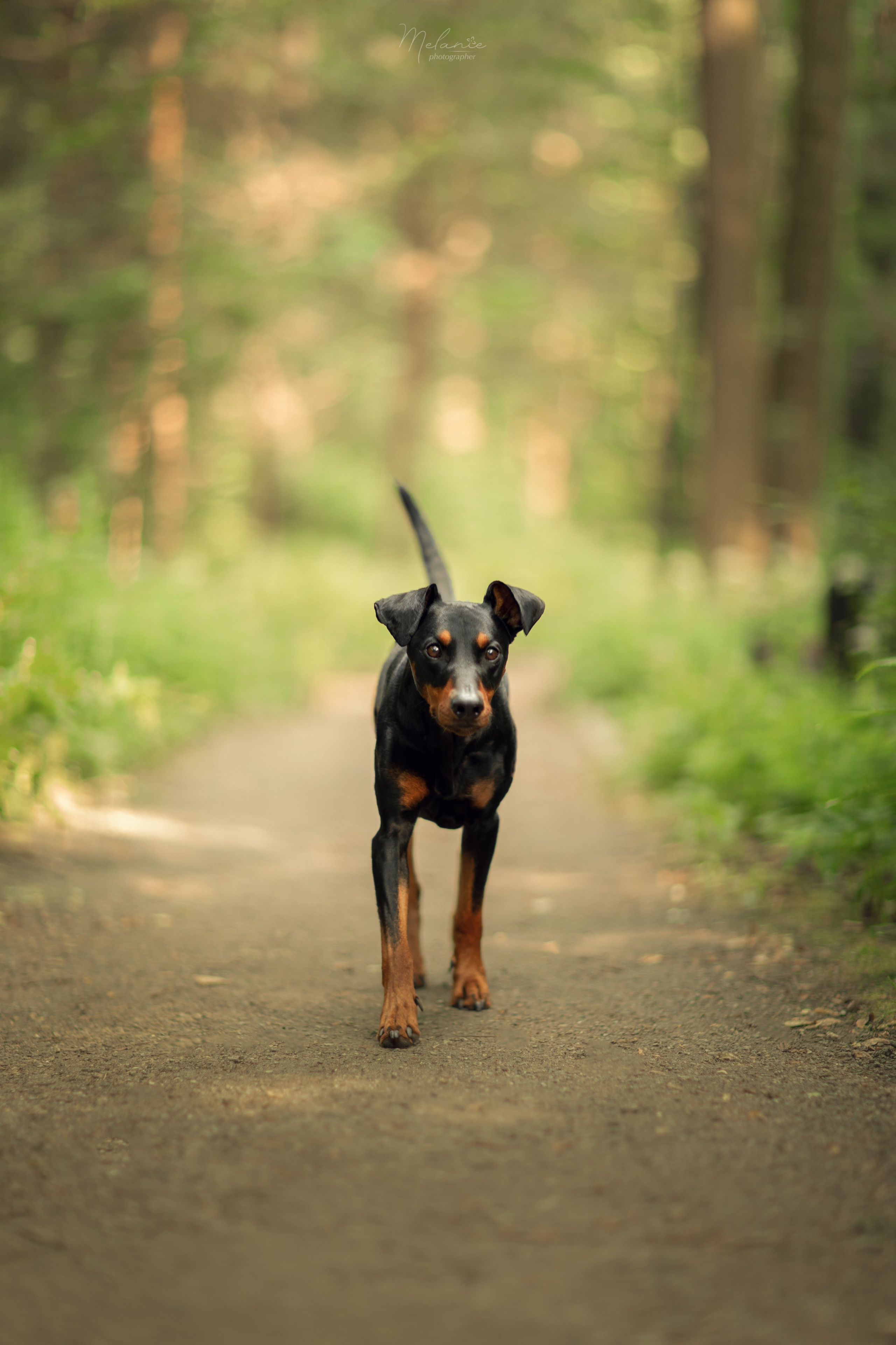 Фотосессия Шерлока. Фотограф-анималист в Москве Дорн Мелани