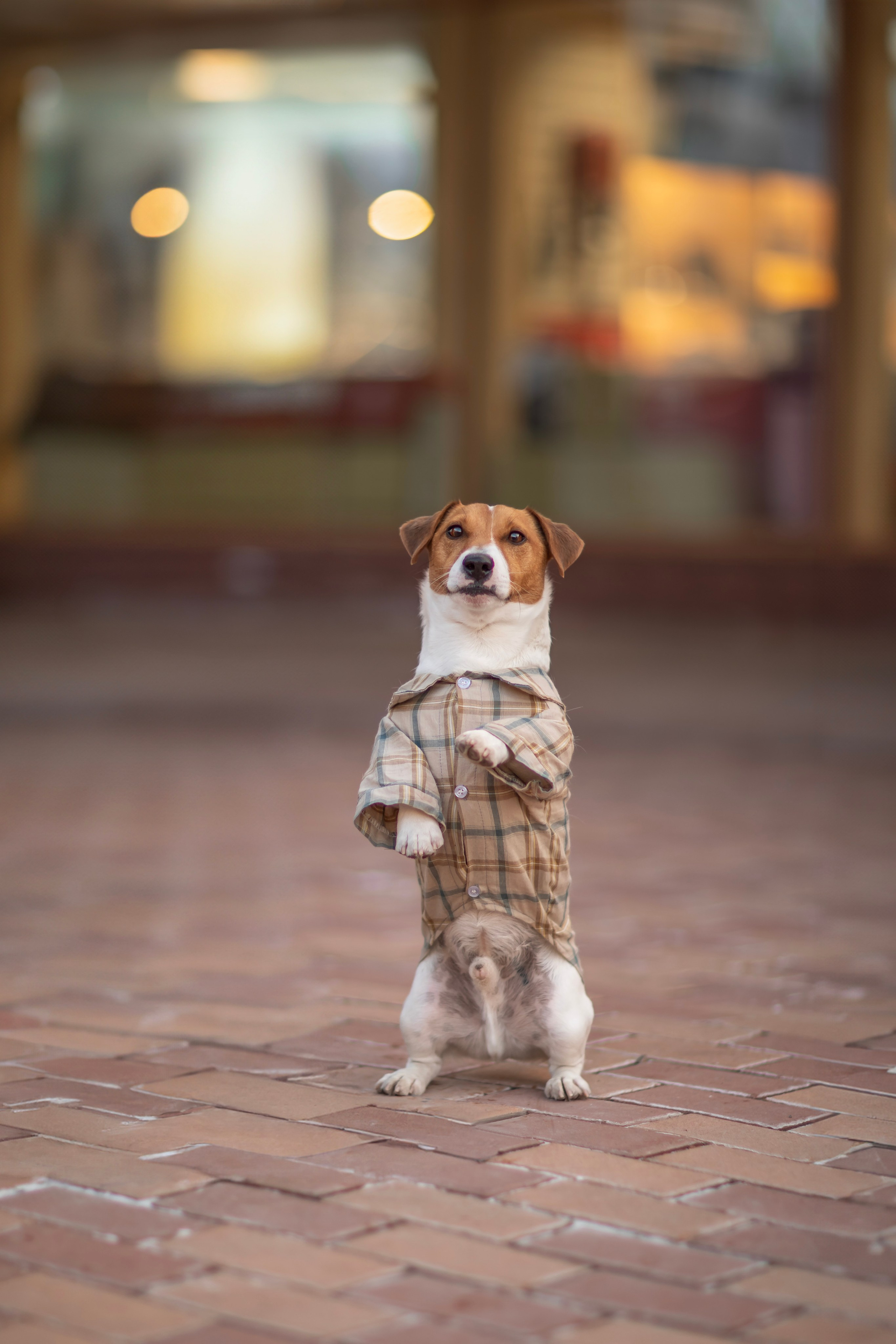 Съемки питомца. Фотограф-анималист в Москве Дорн Мелани