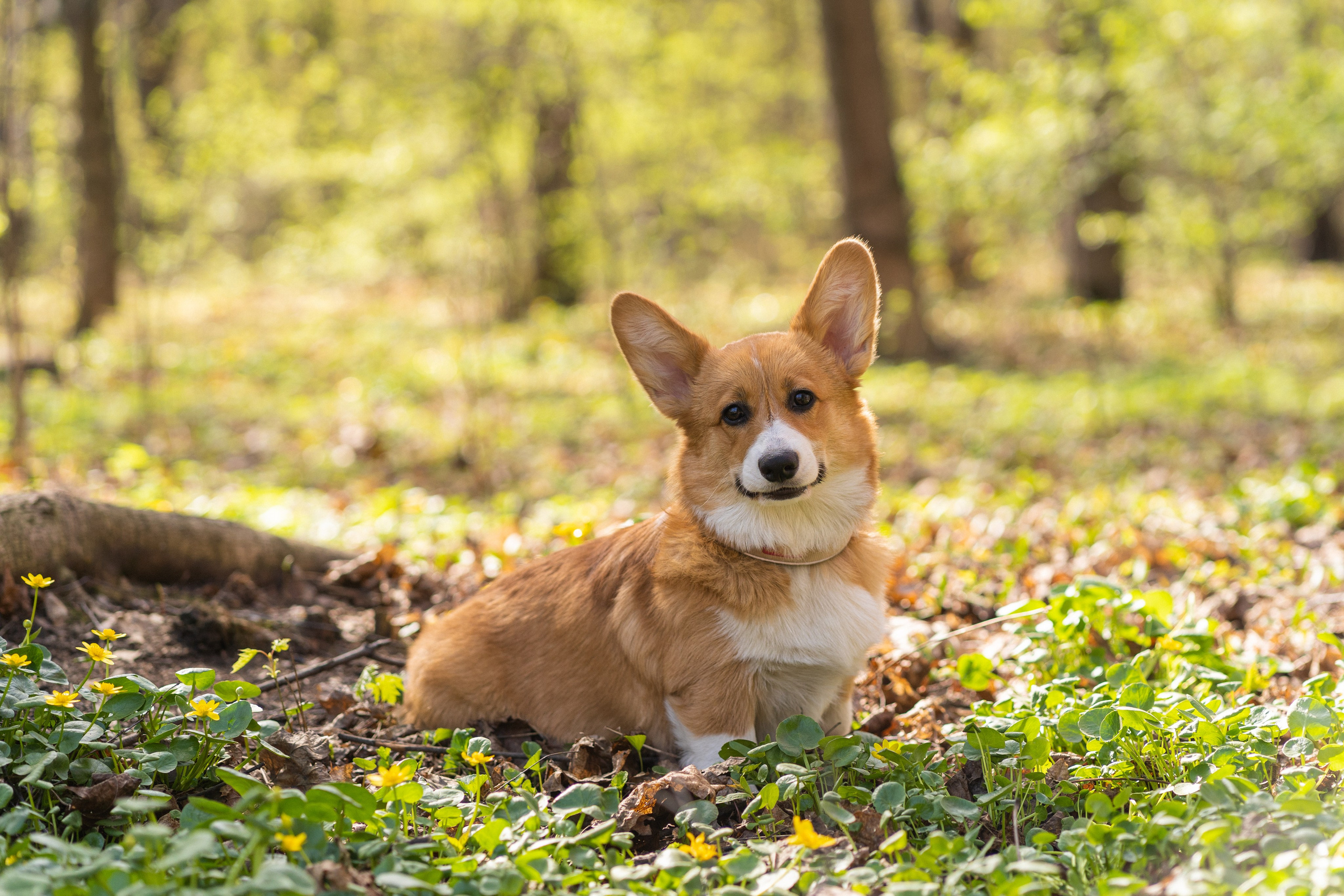 Саша, Настя, Луна. Свадебный фотограф в Москве Анна Полушина