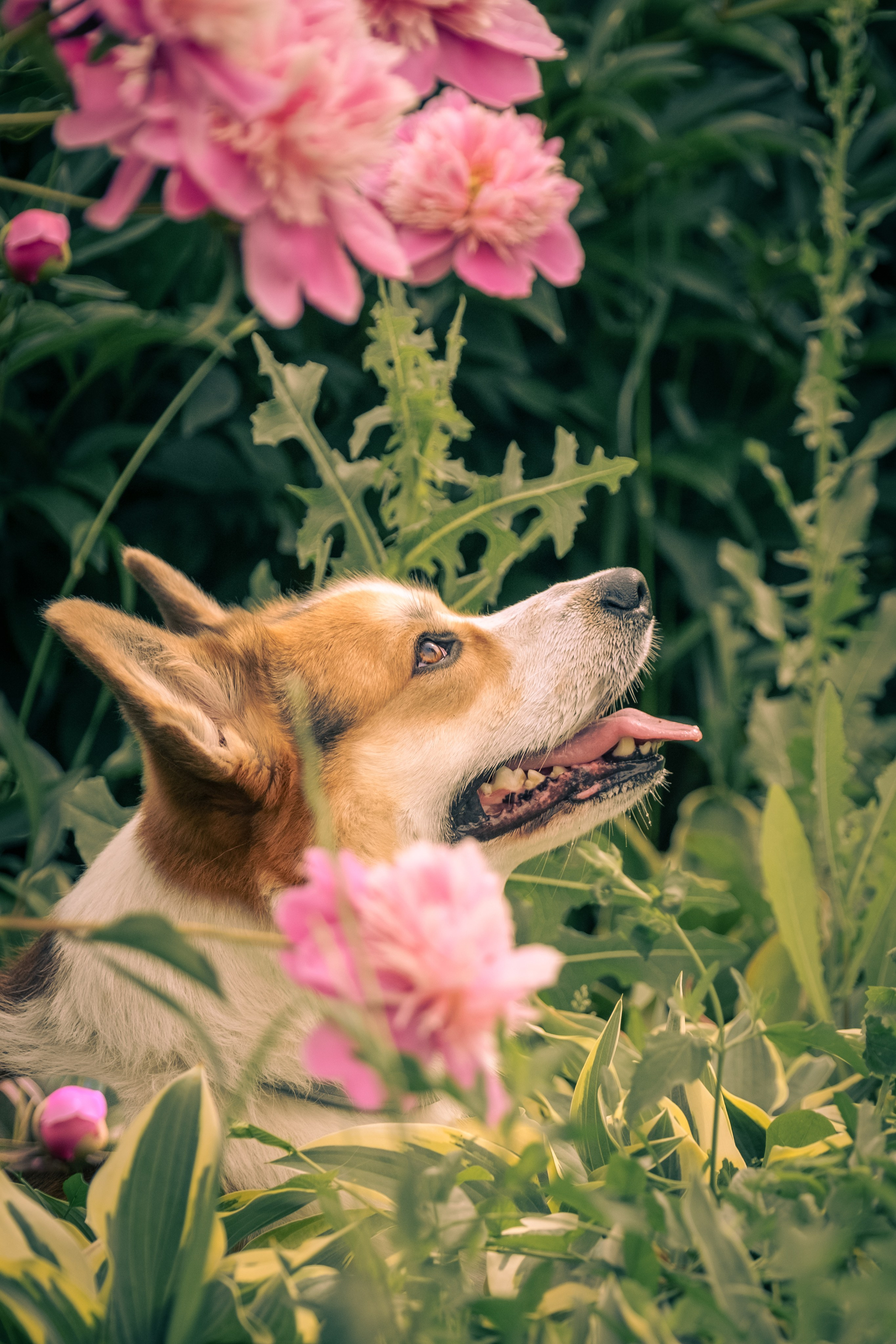Фотопрогулка для Владислава. Зоофотограф, фотограф животных в Москве и области Дина Дамоцева