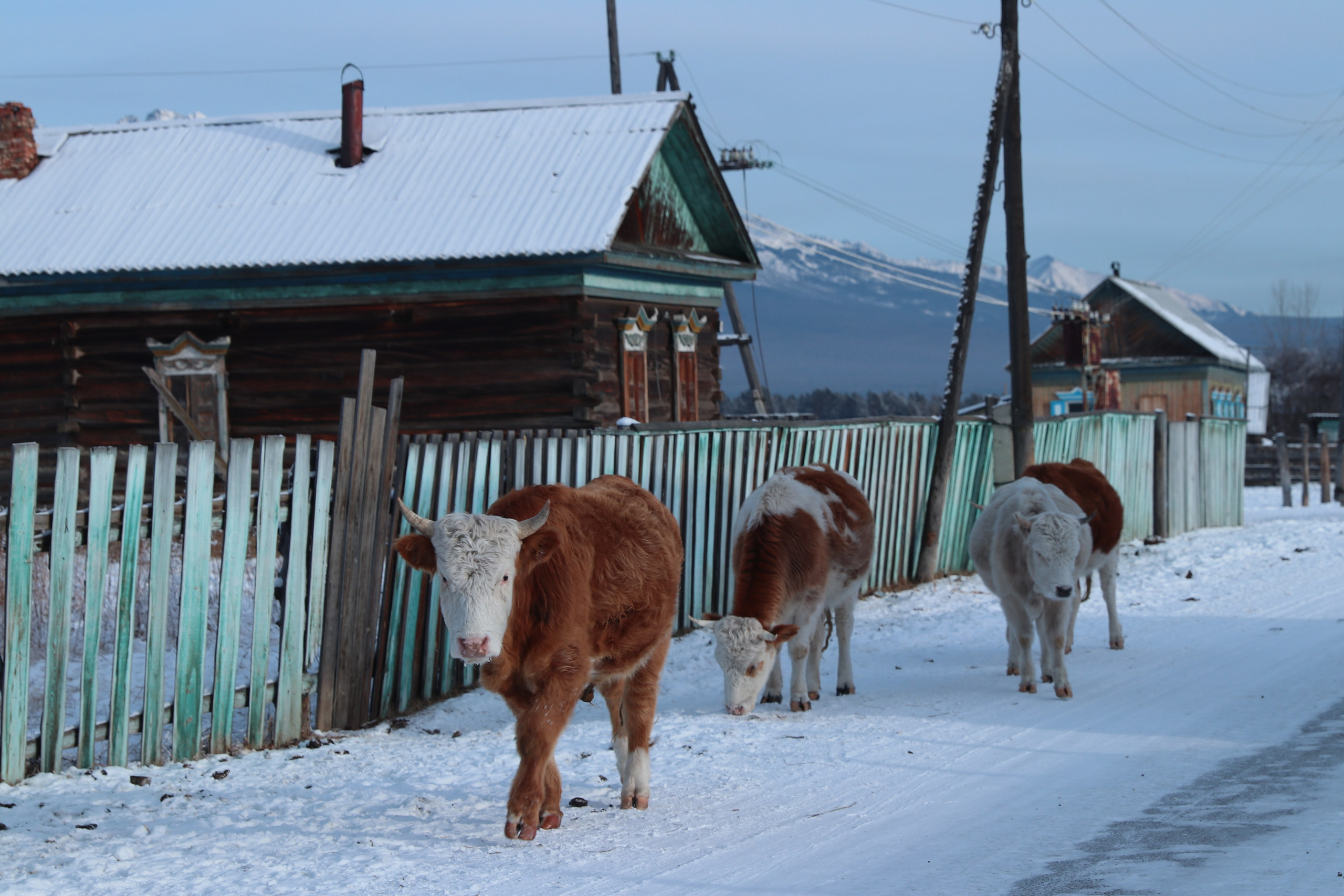 Аршан. Январь 2024. Путешественник-фотограф из Санкт-Петербурга Татьяна Свистулина