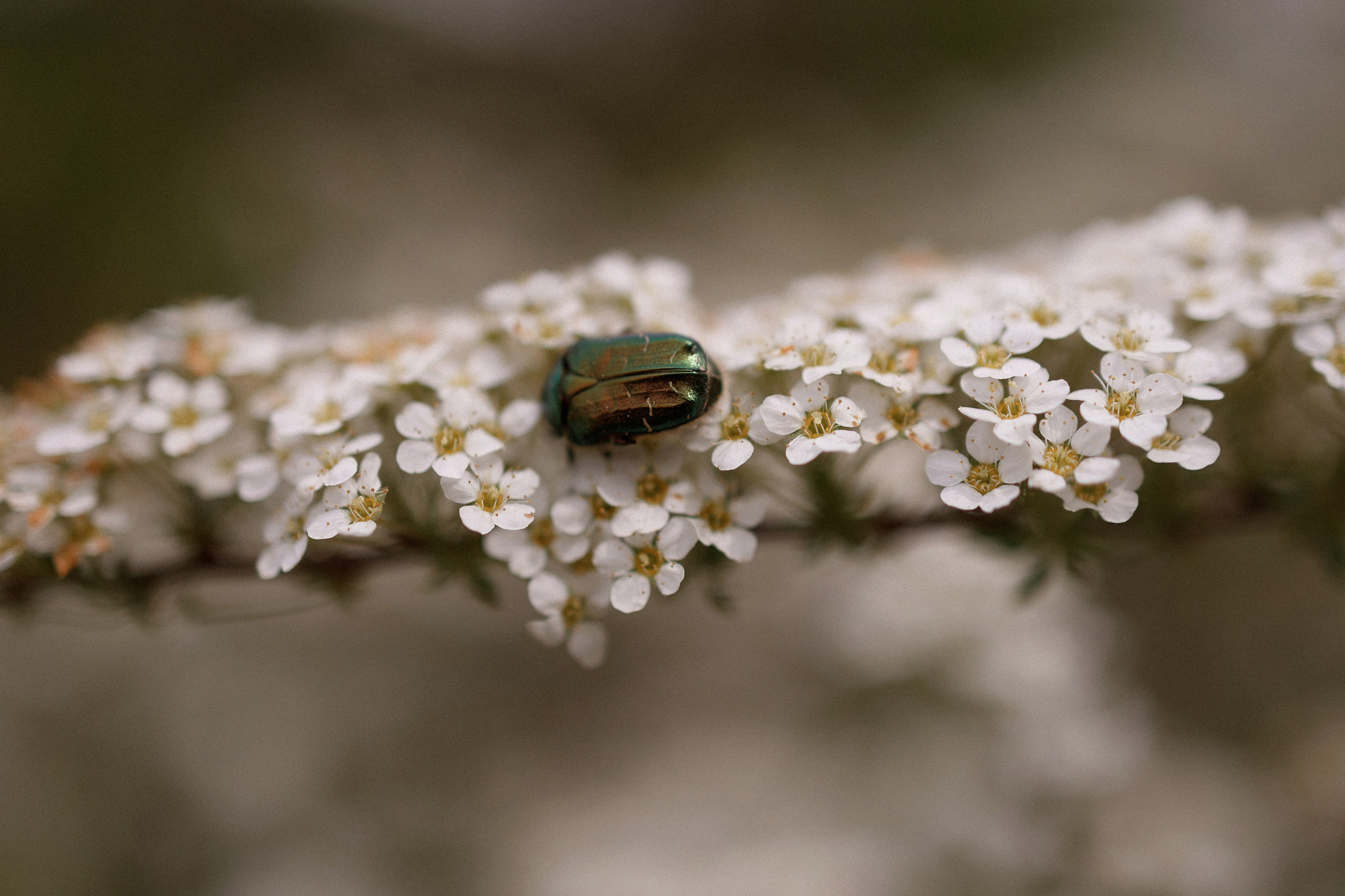 Свадебная. Каплицкая Любовь — фотограф Тверь