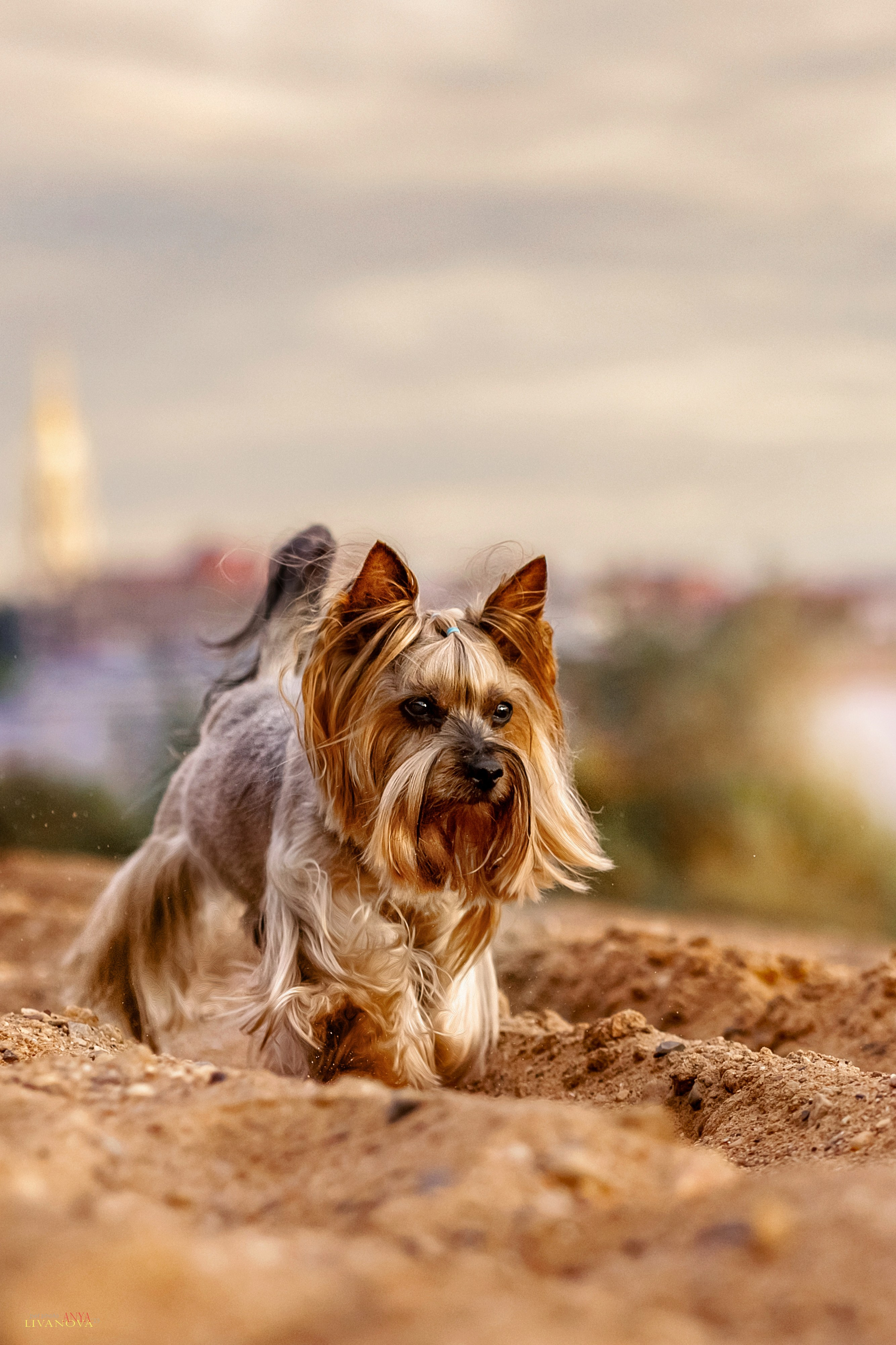 Катя + Астин и Олаф. Фотограф анималист Аня Ливанова | Рыбинск