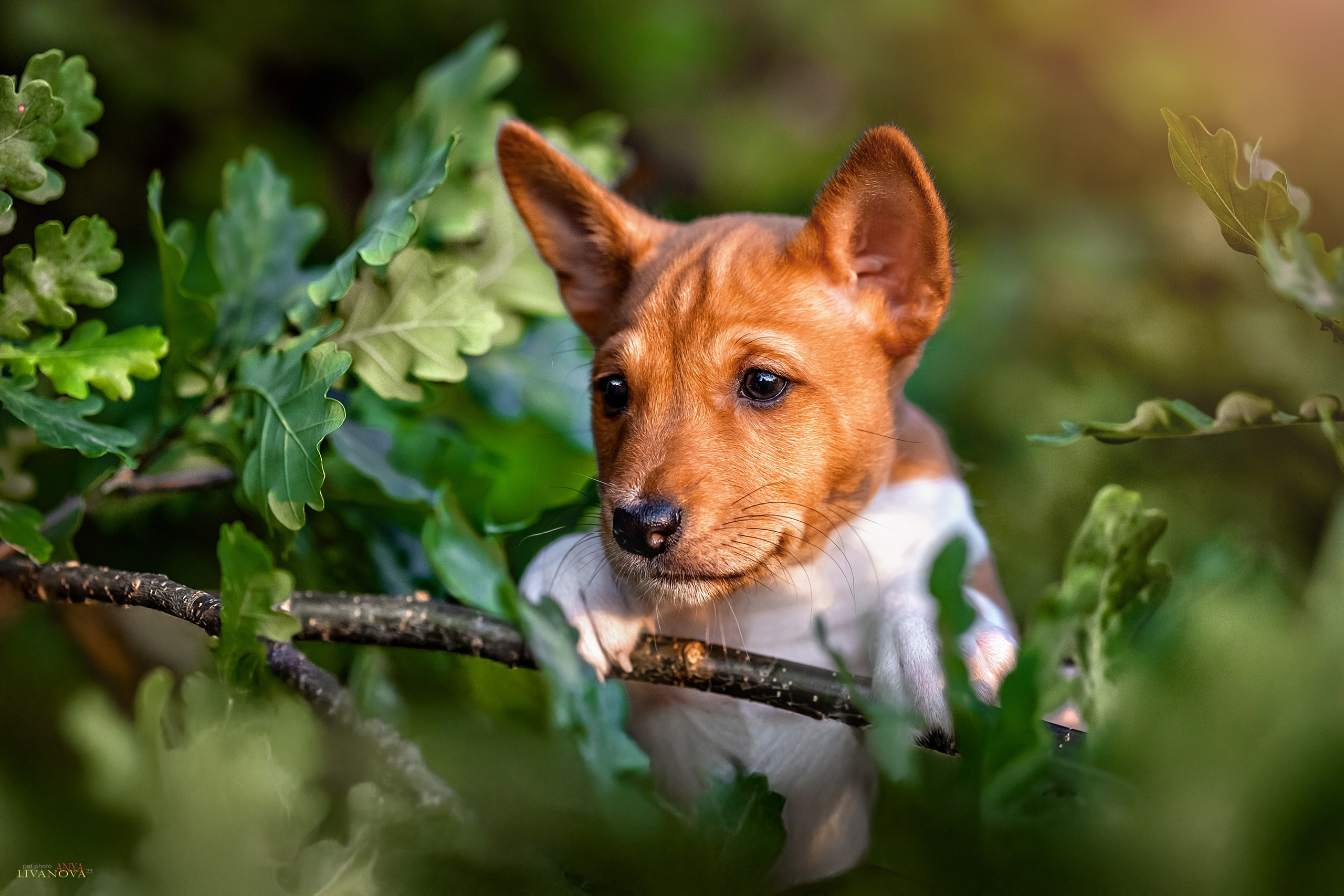 Басенджи. Фотограф анималист Аня Ливанова | Рыбинск