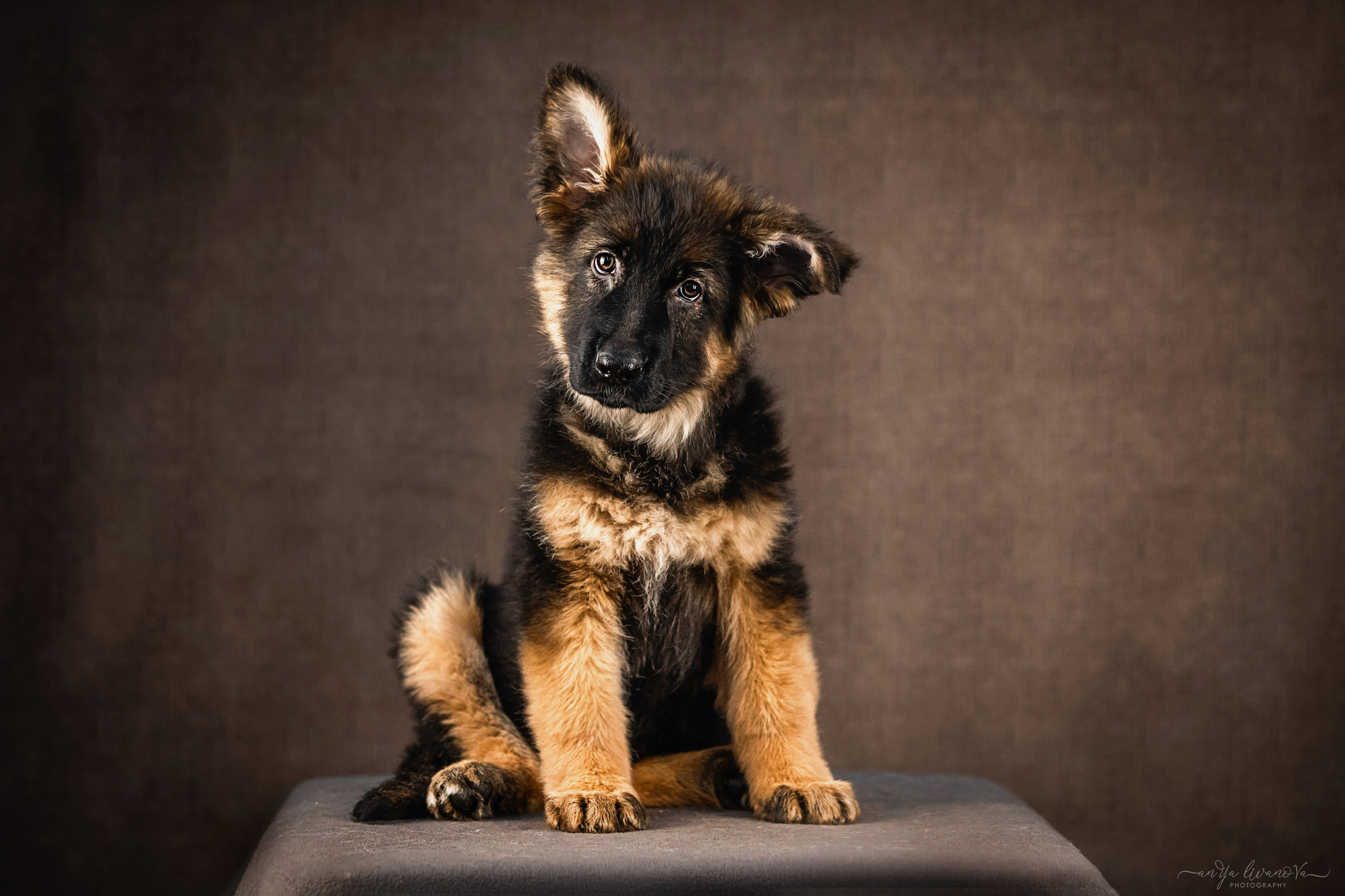 Овчарята. Фотограф анималист Аня Ливанова | Рыбинск