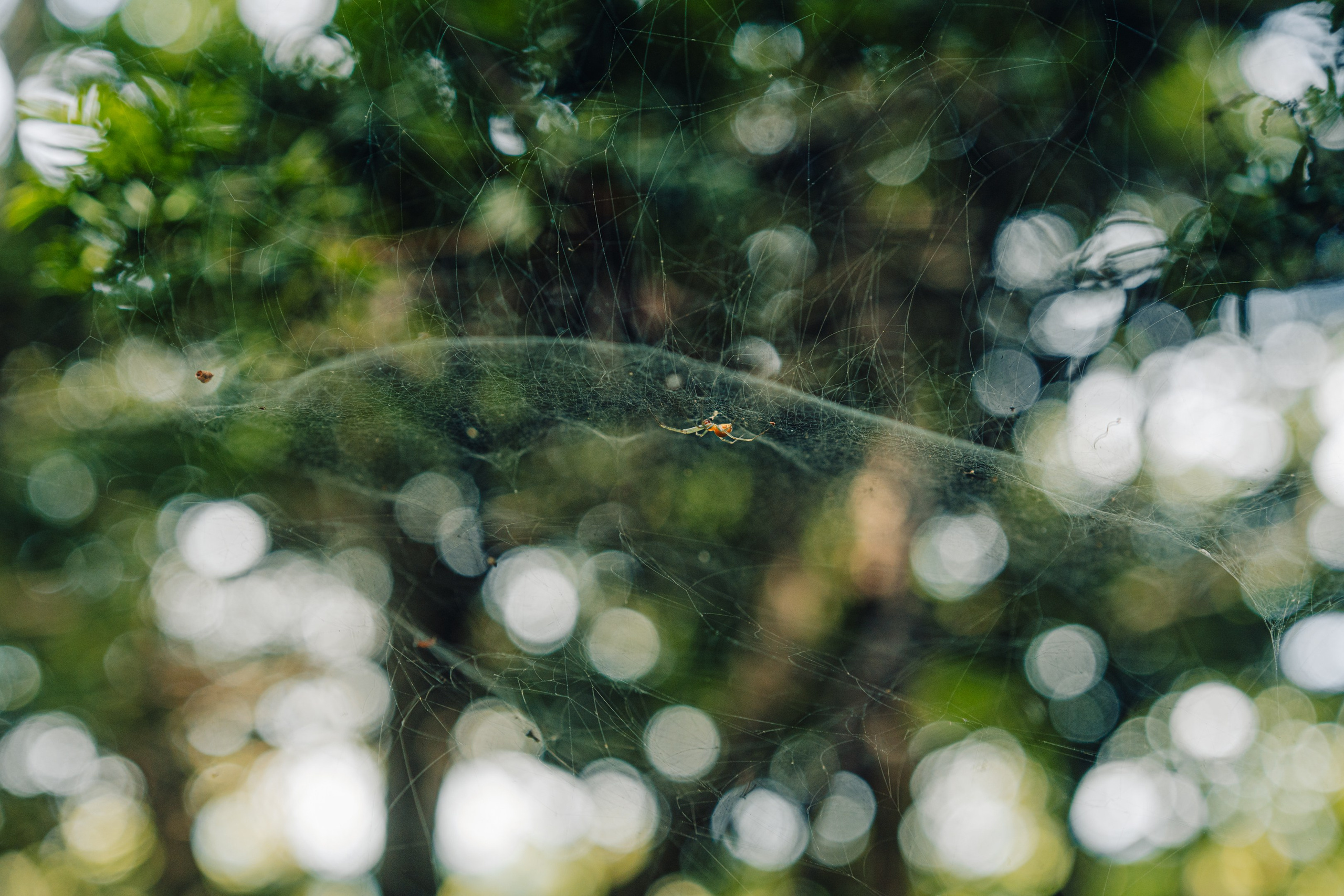 Тисовая роща | Остров Петрова. Иван Зайцев (IZIART) — создание культурного кода через фото и видео