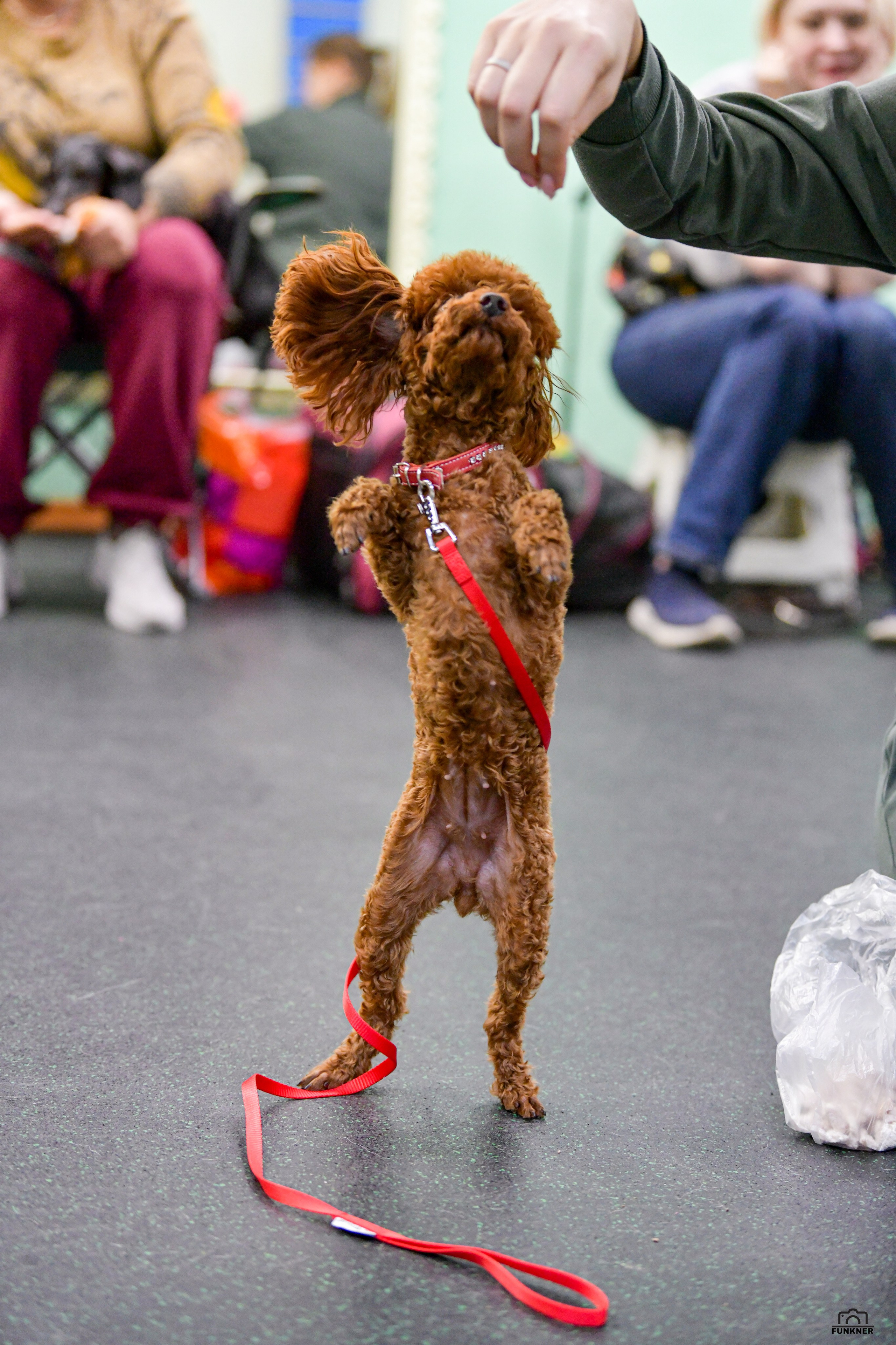 Кинологический клуб «Бодрый хвост». Свой взгляд через объектив