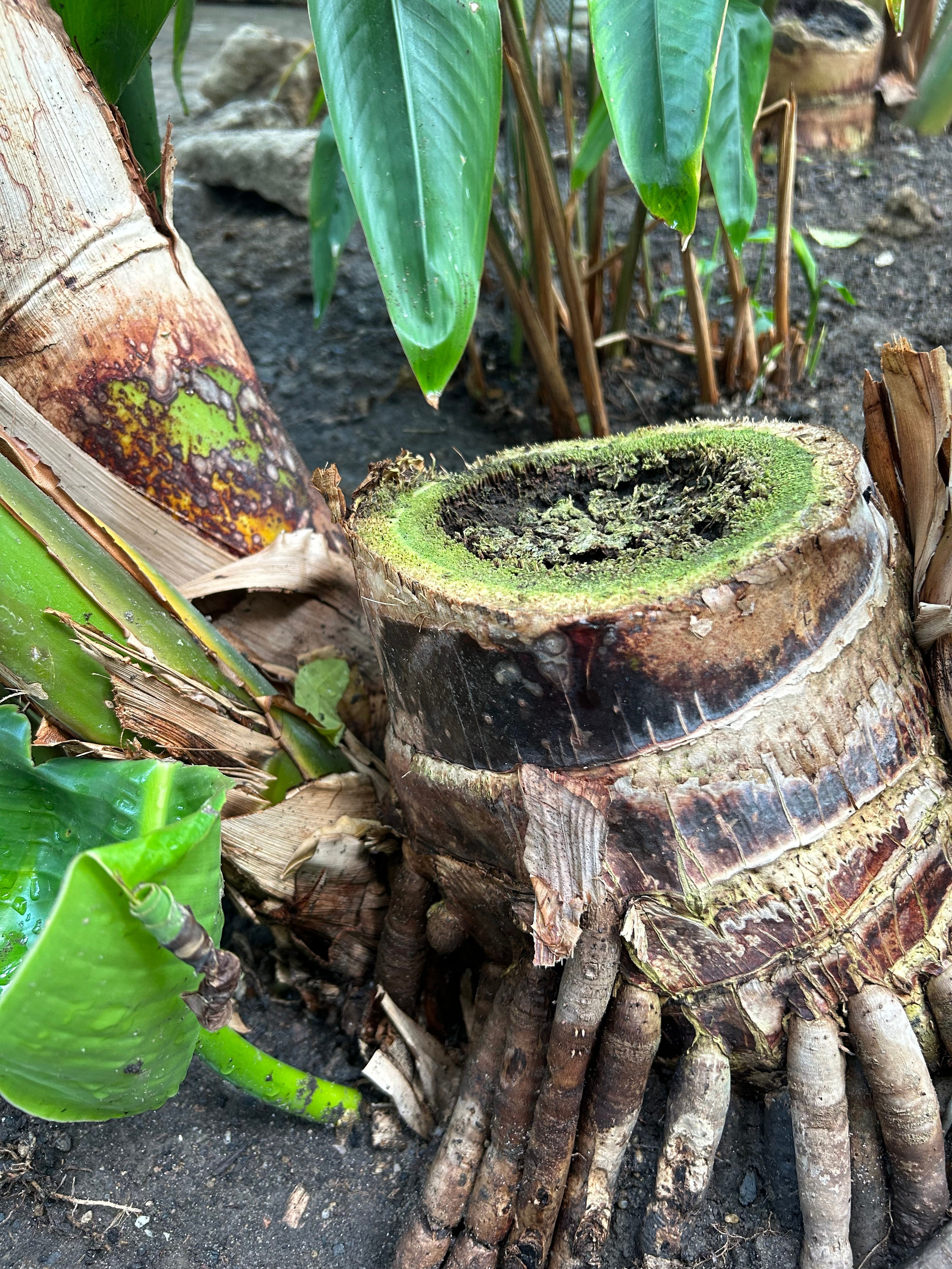 Сербия, Белград