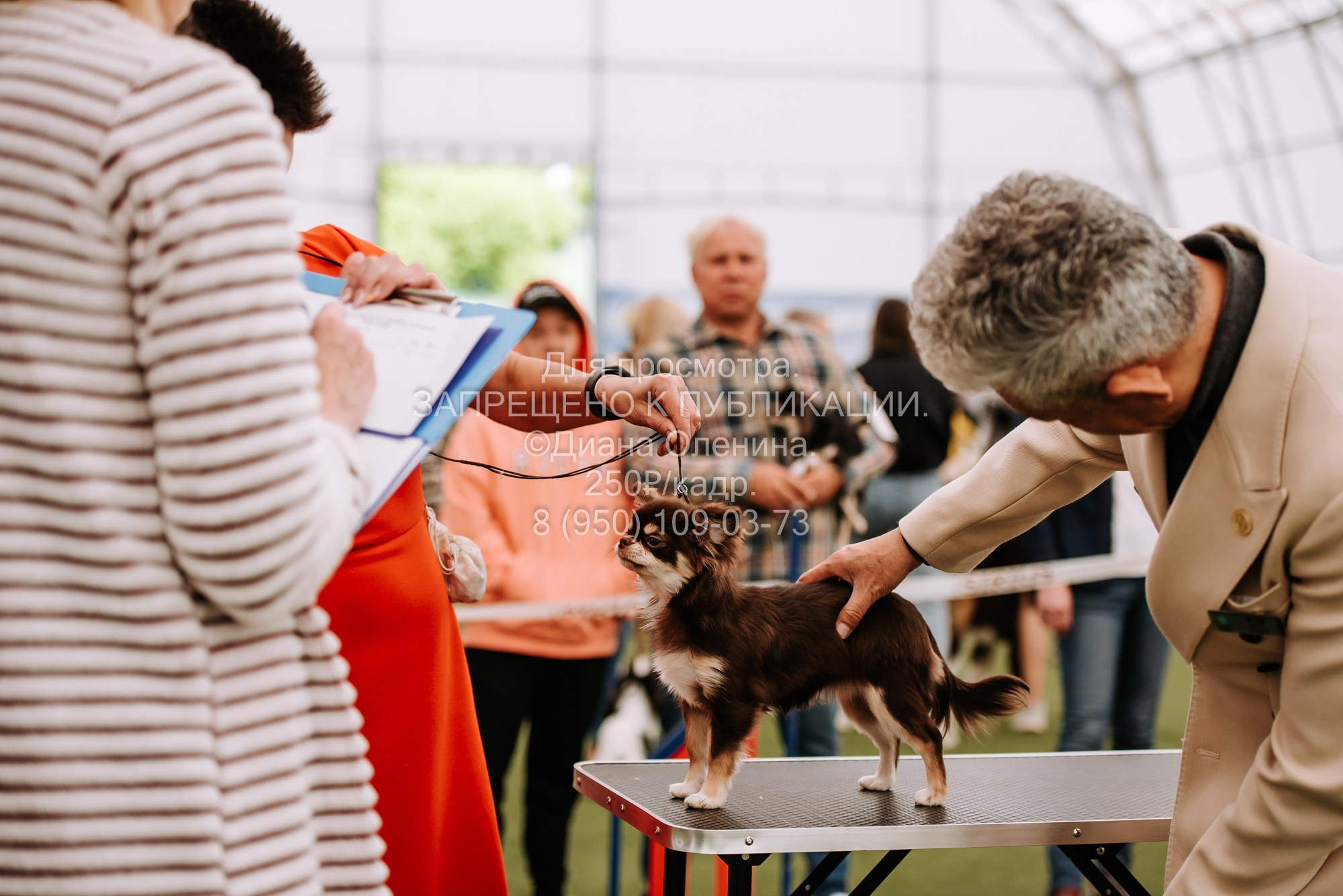 Выставка собак Красноярск 2.06. Фотограф Диана Оленина Красноярск / Братск