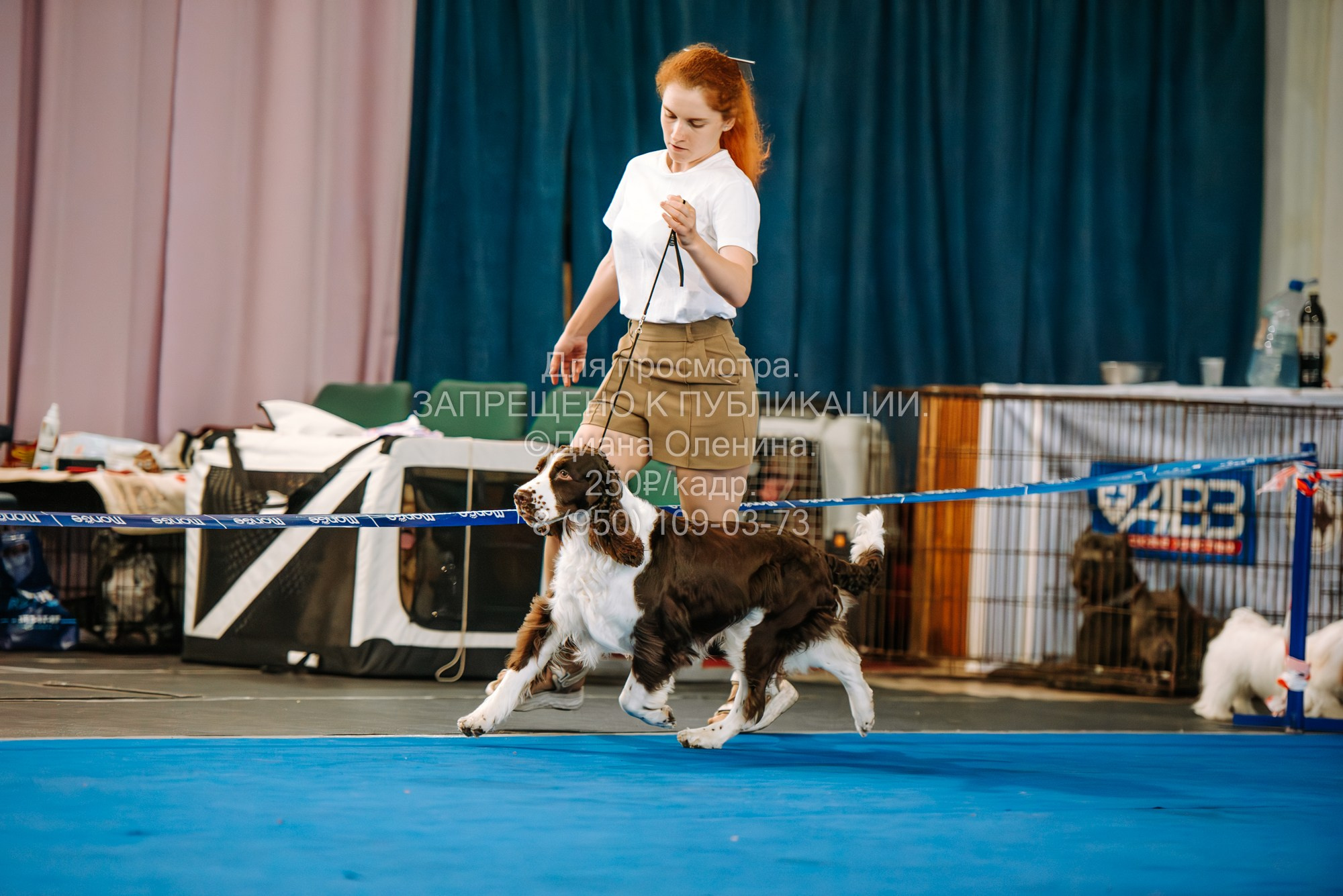 Национальная выставка собак всех пород ранга САС-IKU «Кубок Красноярск. Фотограф Диана Оленина Красноярск / Братск