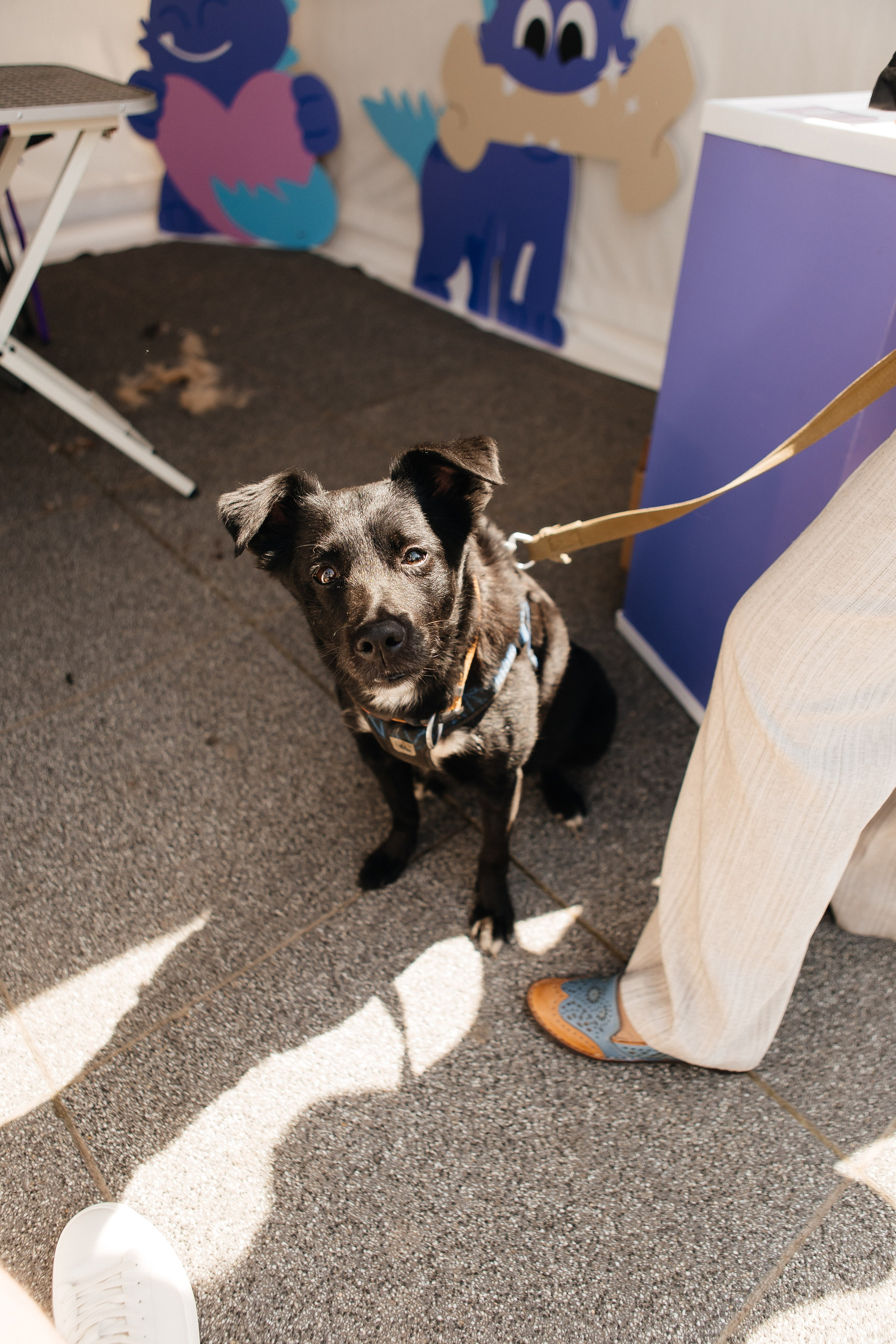 ФЕСТИВАЛЬ VK «ЛАПКИ» | 2025, МОСКВА. Five Media — репортажный фотограф Москва | Мск