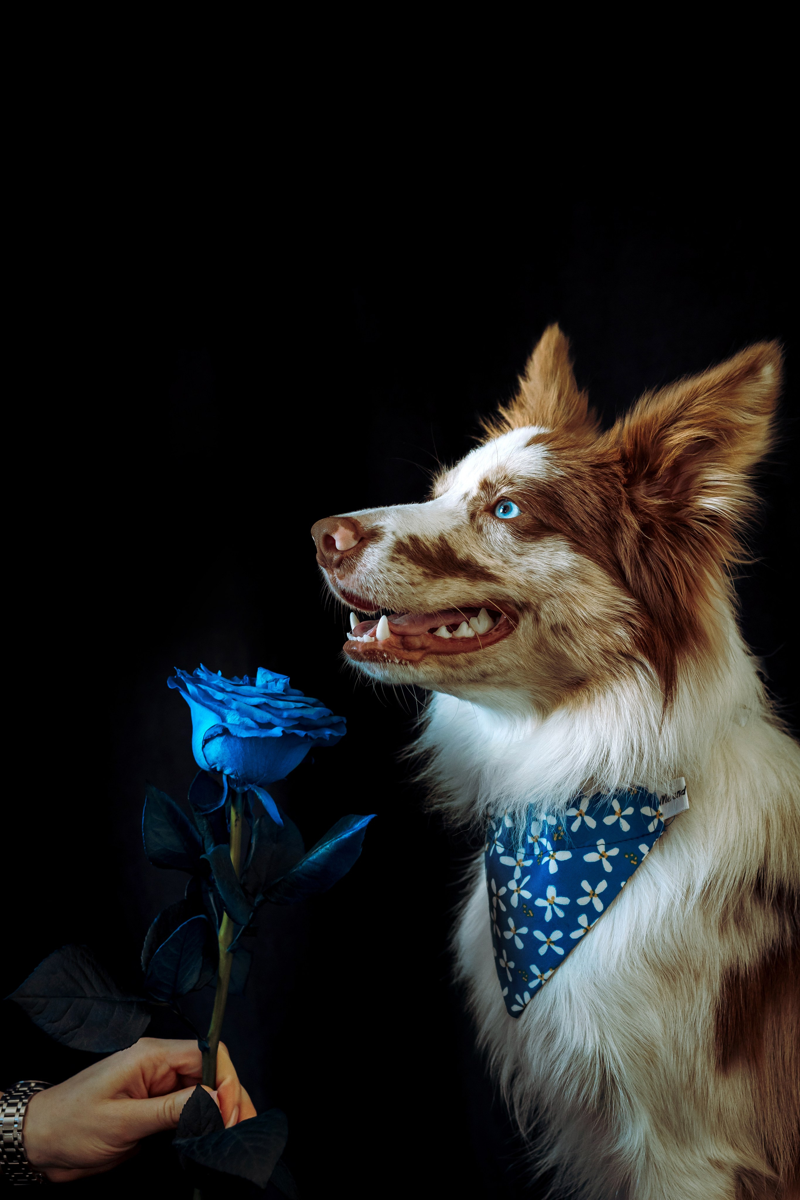 День рождения Айко