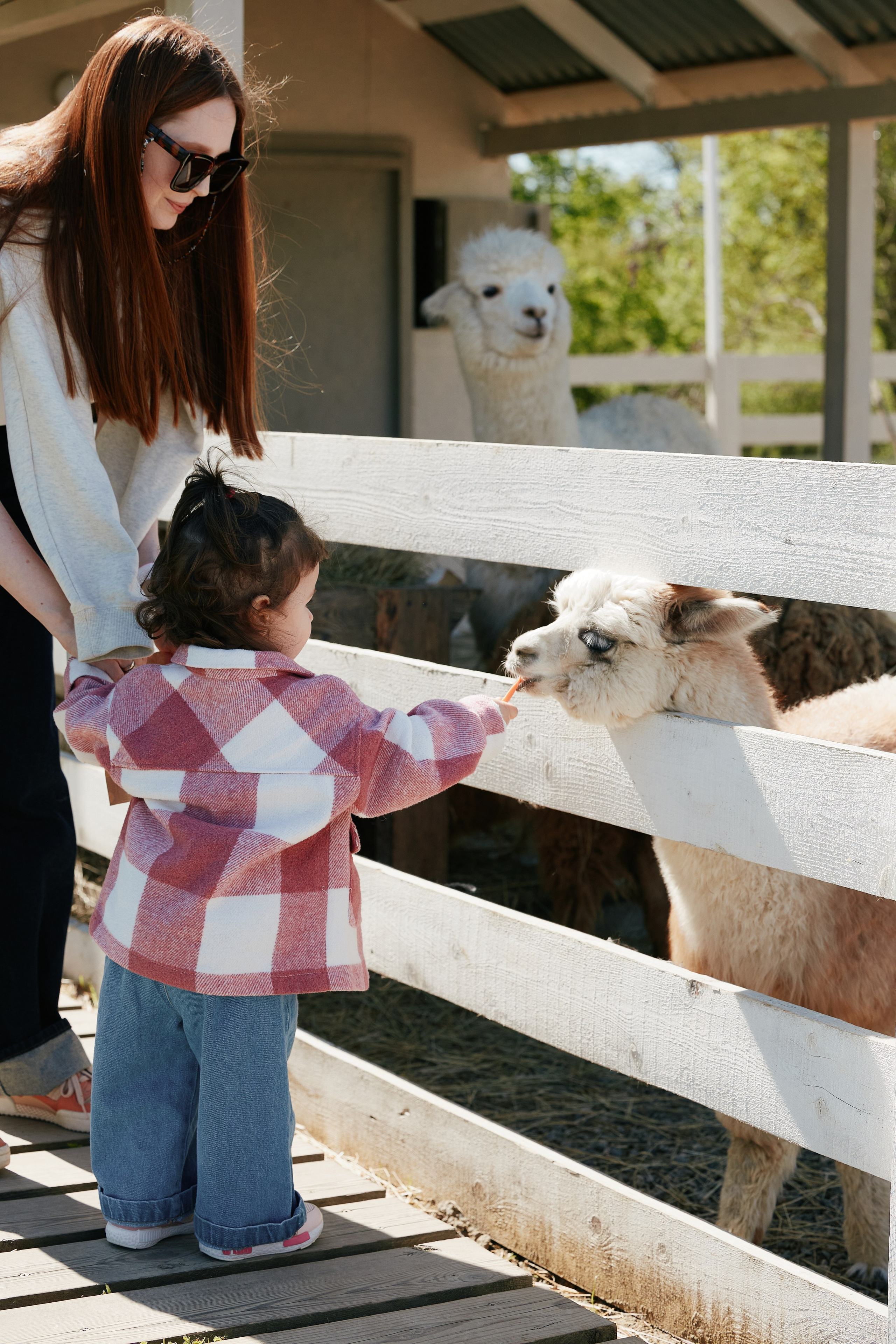 PRIVATE Weekend на Ферме Альпак 19.04. Свадебный репортажный фотограф краснодар максим дремов дрёмов фотосессия студия цена