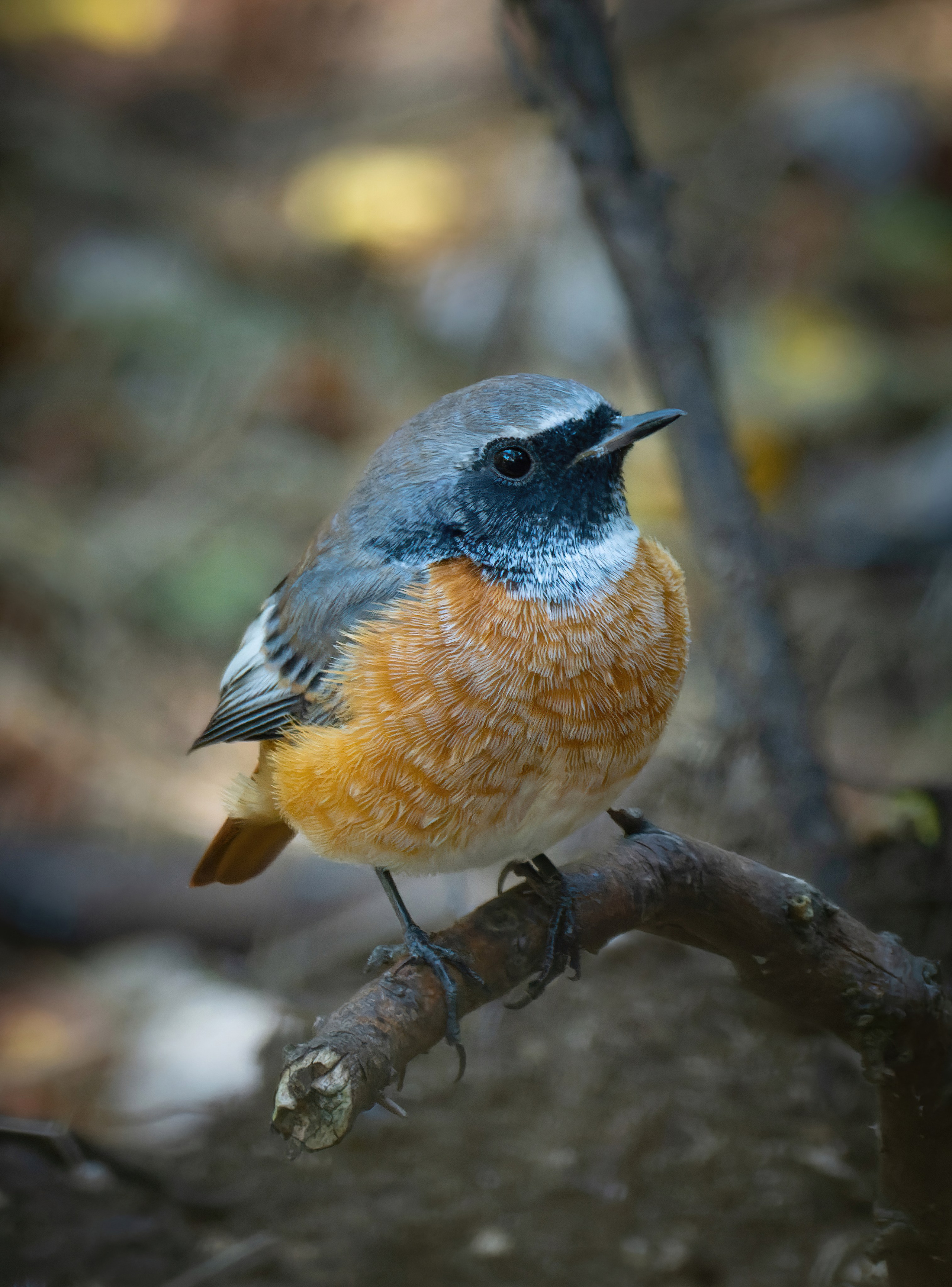 Птицы и животные. Oles Paritskiy