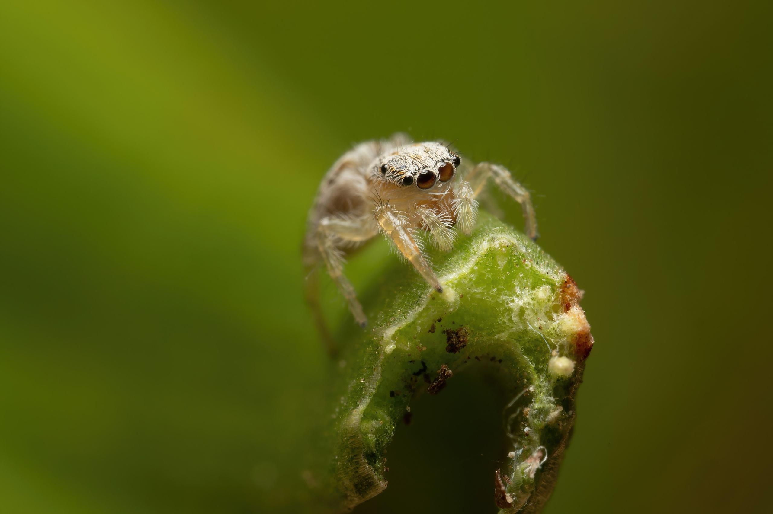 Пауки. Oles Paritskiy