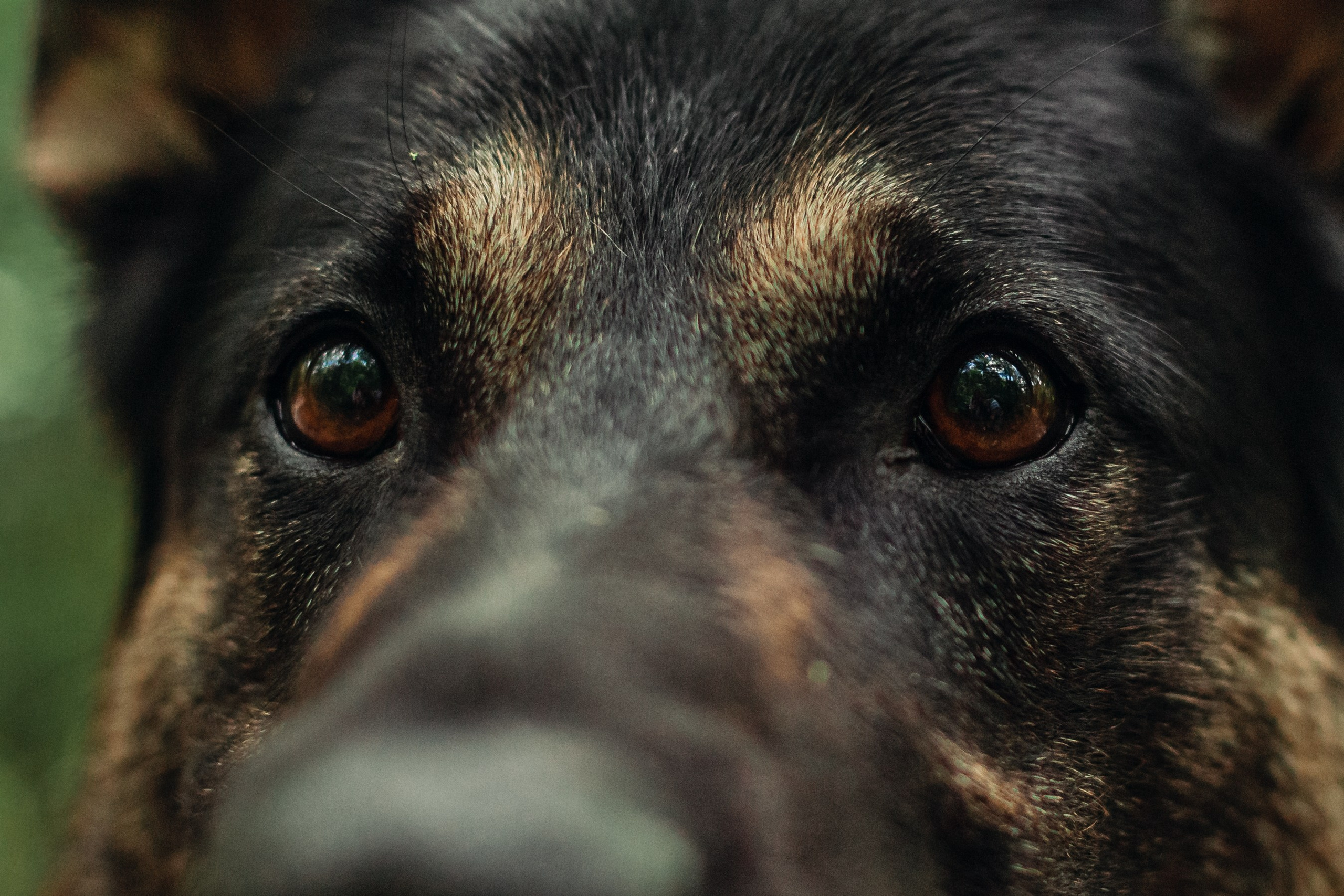 Лесная летняя фотопрогулка. Фотограф-анималист Татьяна Степанова